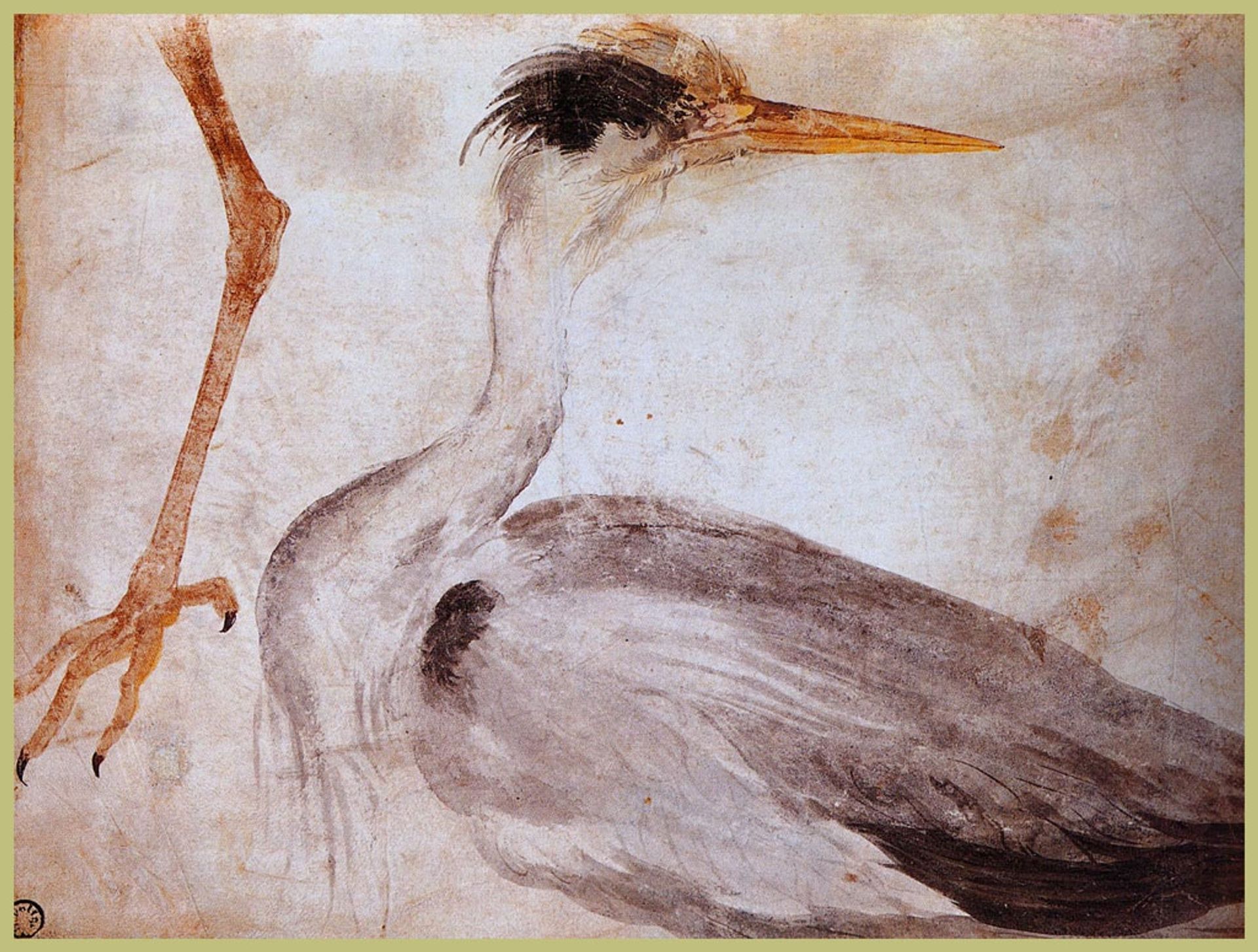 Garza by Albrecht Durer