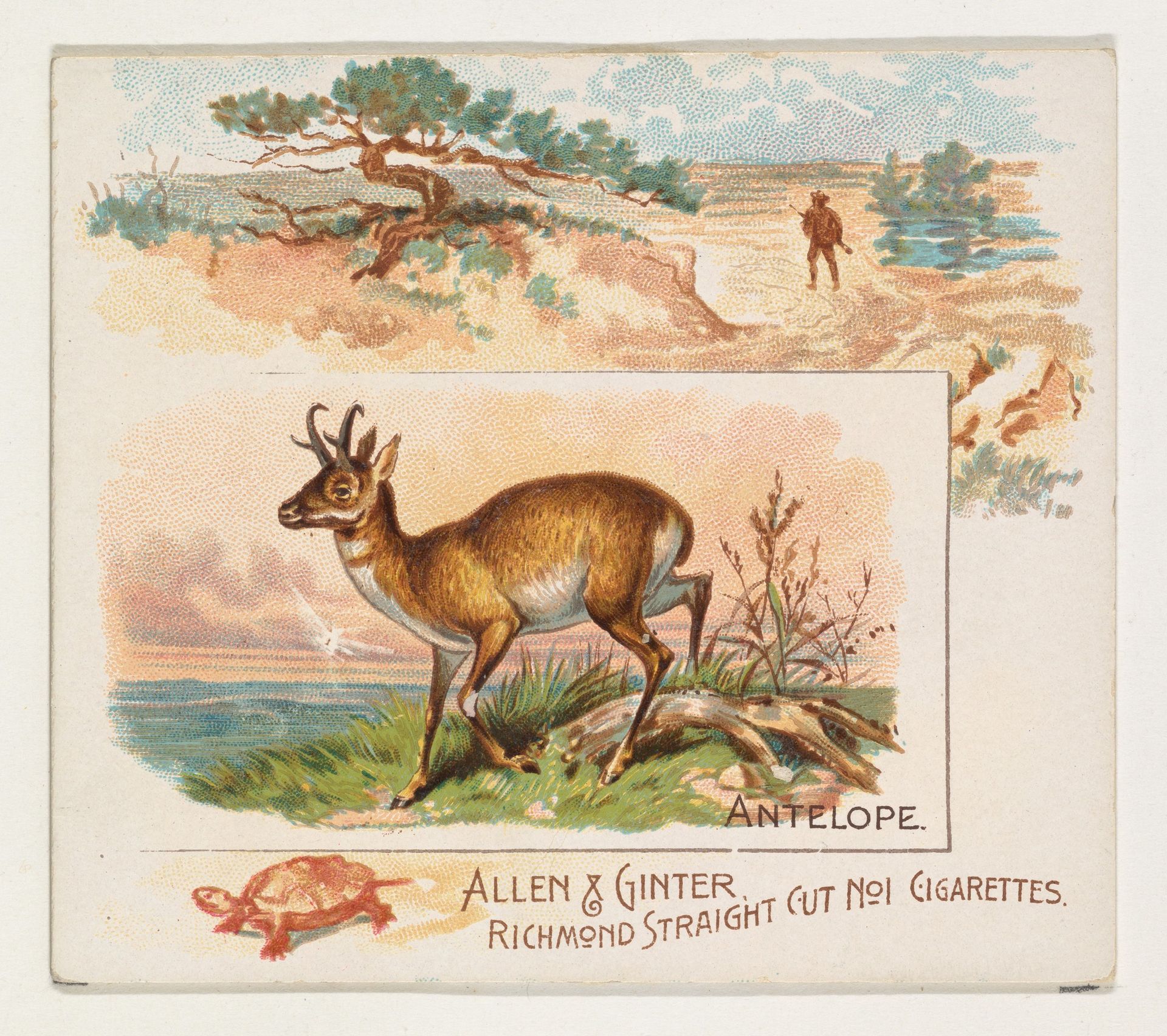 Antelope, from Quadrupeds series (N41) for Allen & Ginter Cigarettes by Allen & Ginter