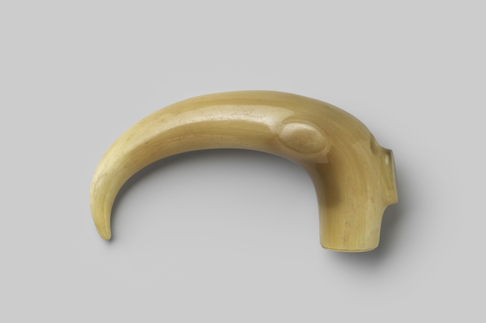 Knop van beige hoorn, gebogen, eindigend in een scherpe punt by Gelria