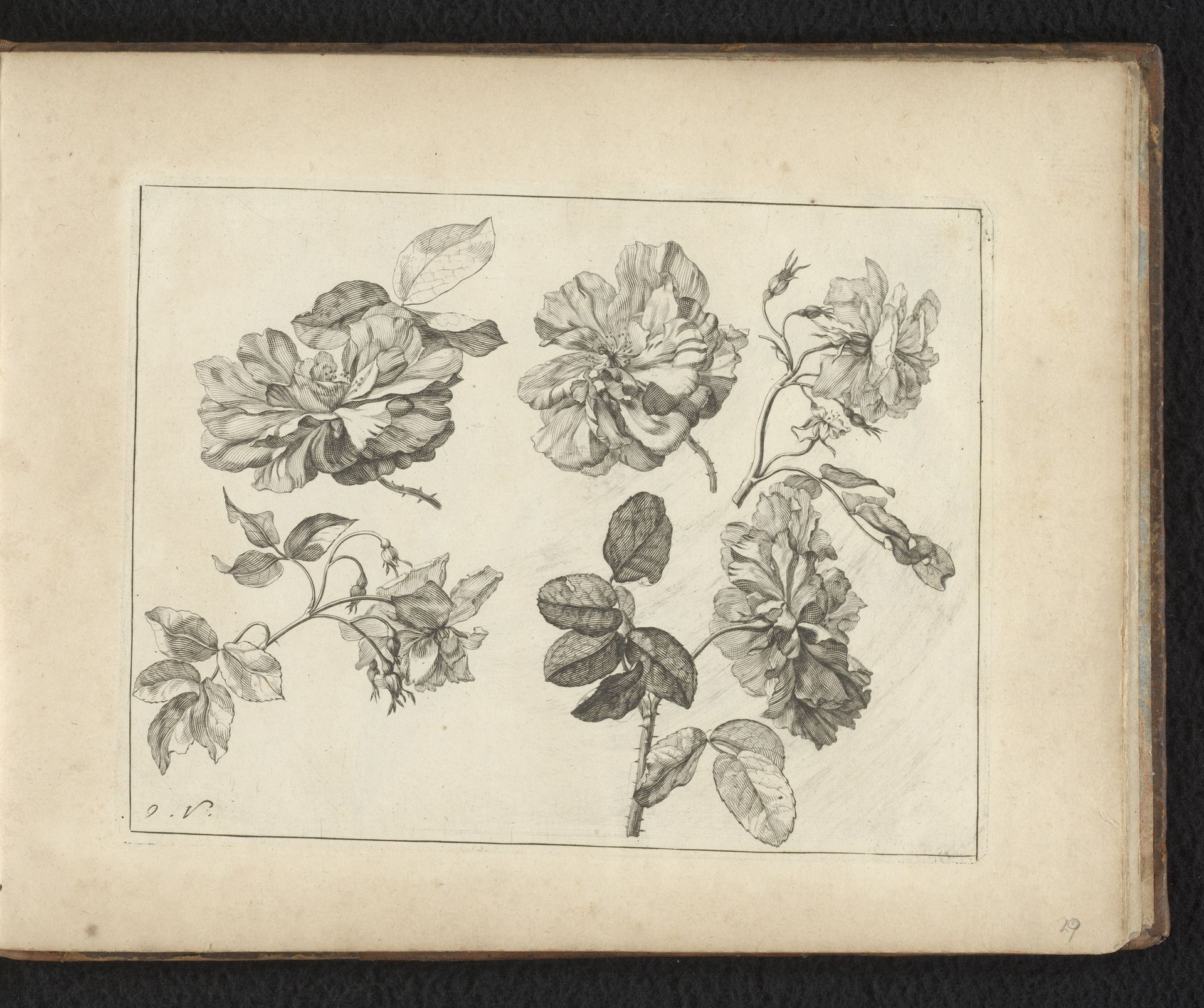 Bloeiwijze van een rozensoort by Anonymous