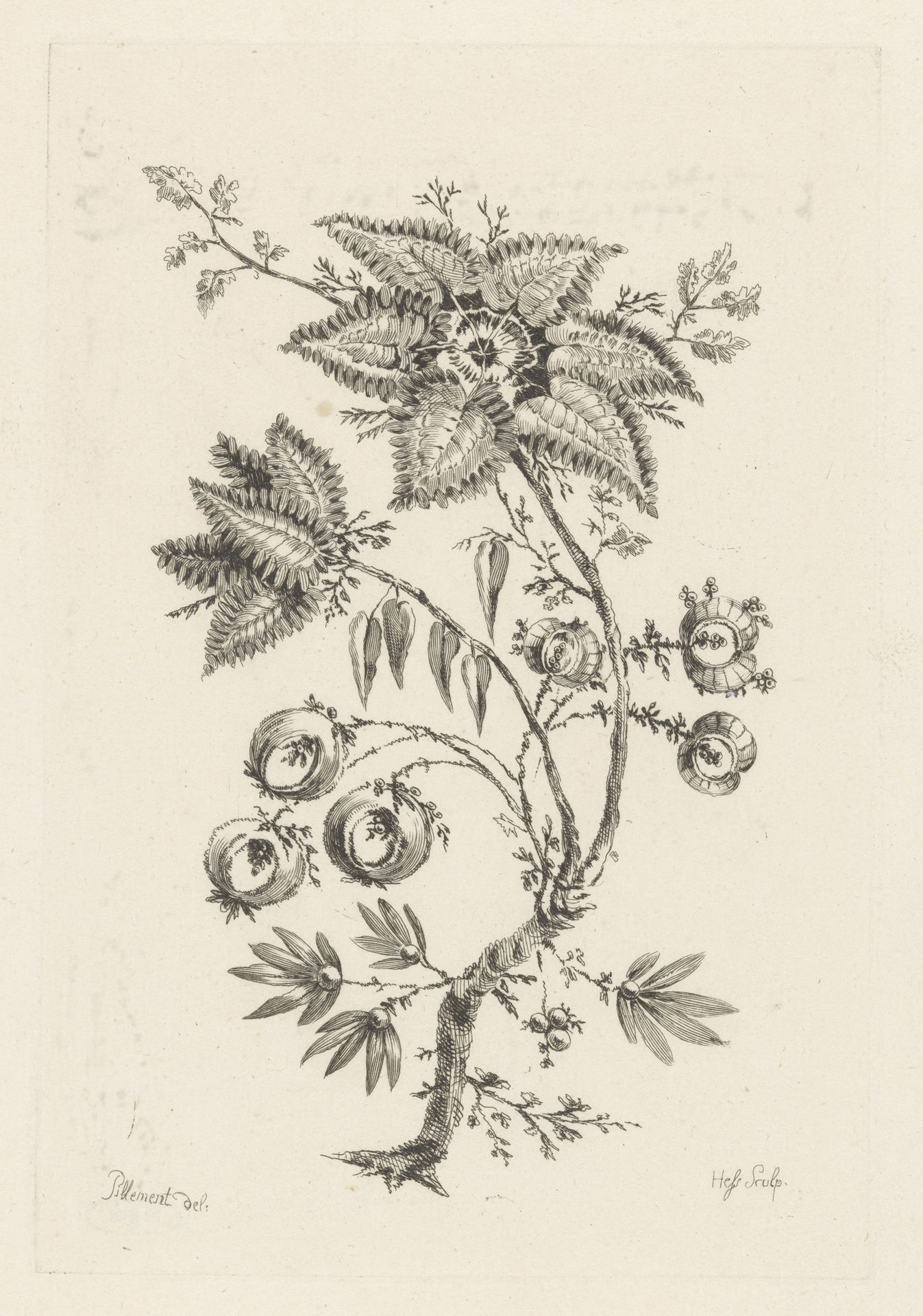 Stervormige bloemen by Johann Heinrich Hess