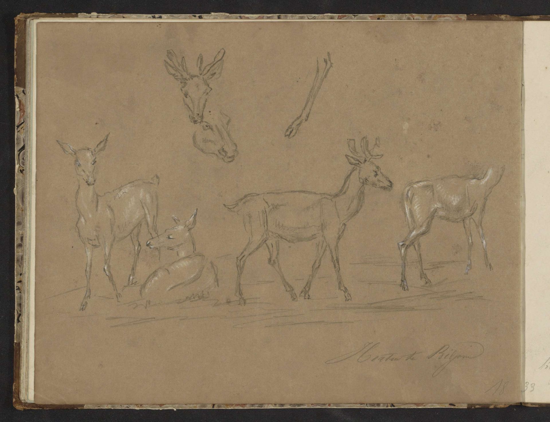 Herten op het landgoed Biljoen by Johannes Tavenraat