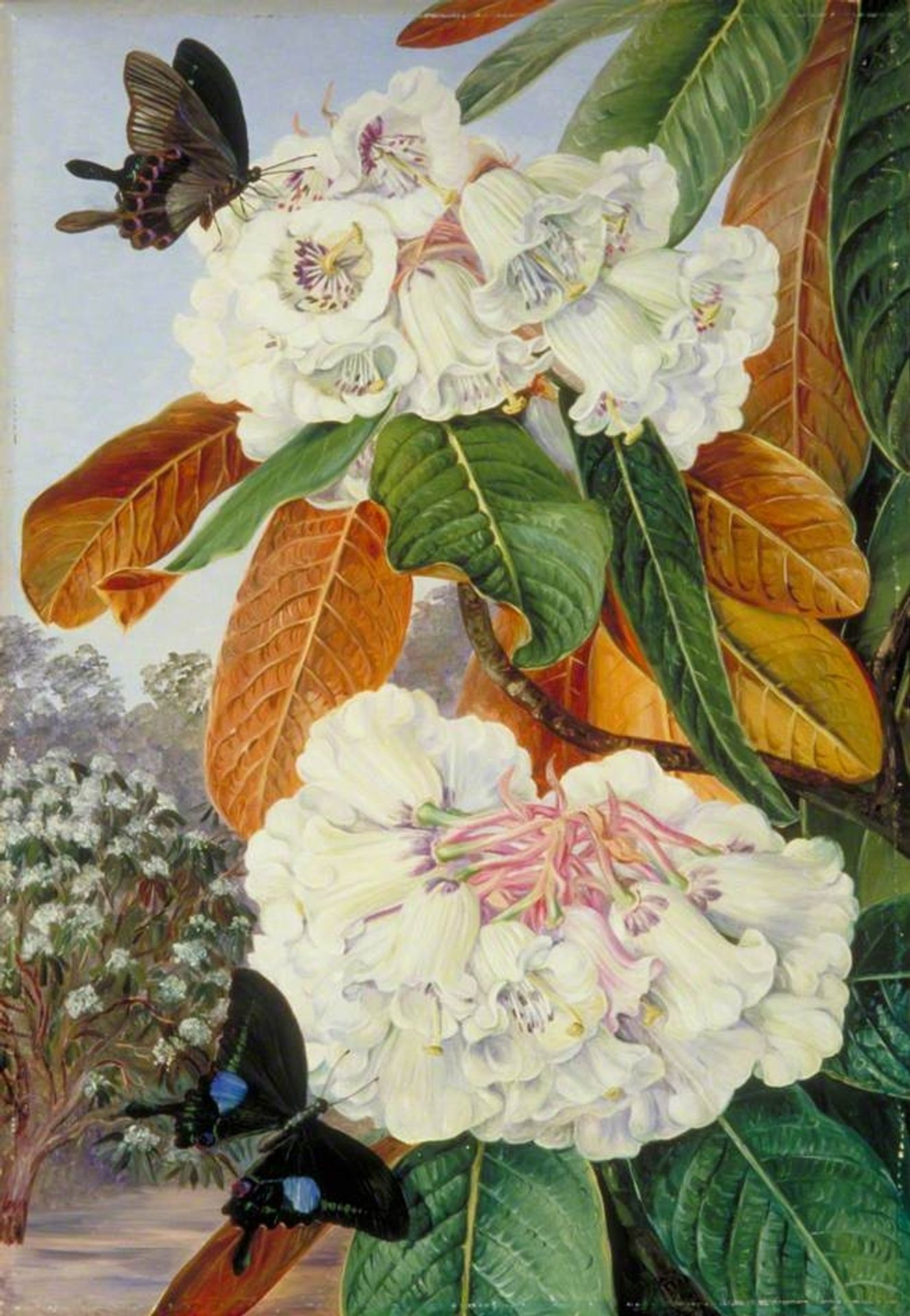 Rhododendron Falconeri from the Mountains of North India by Marianne North