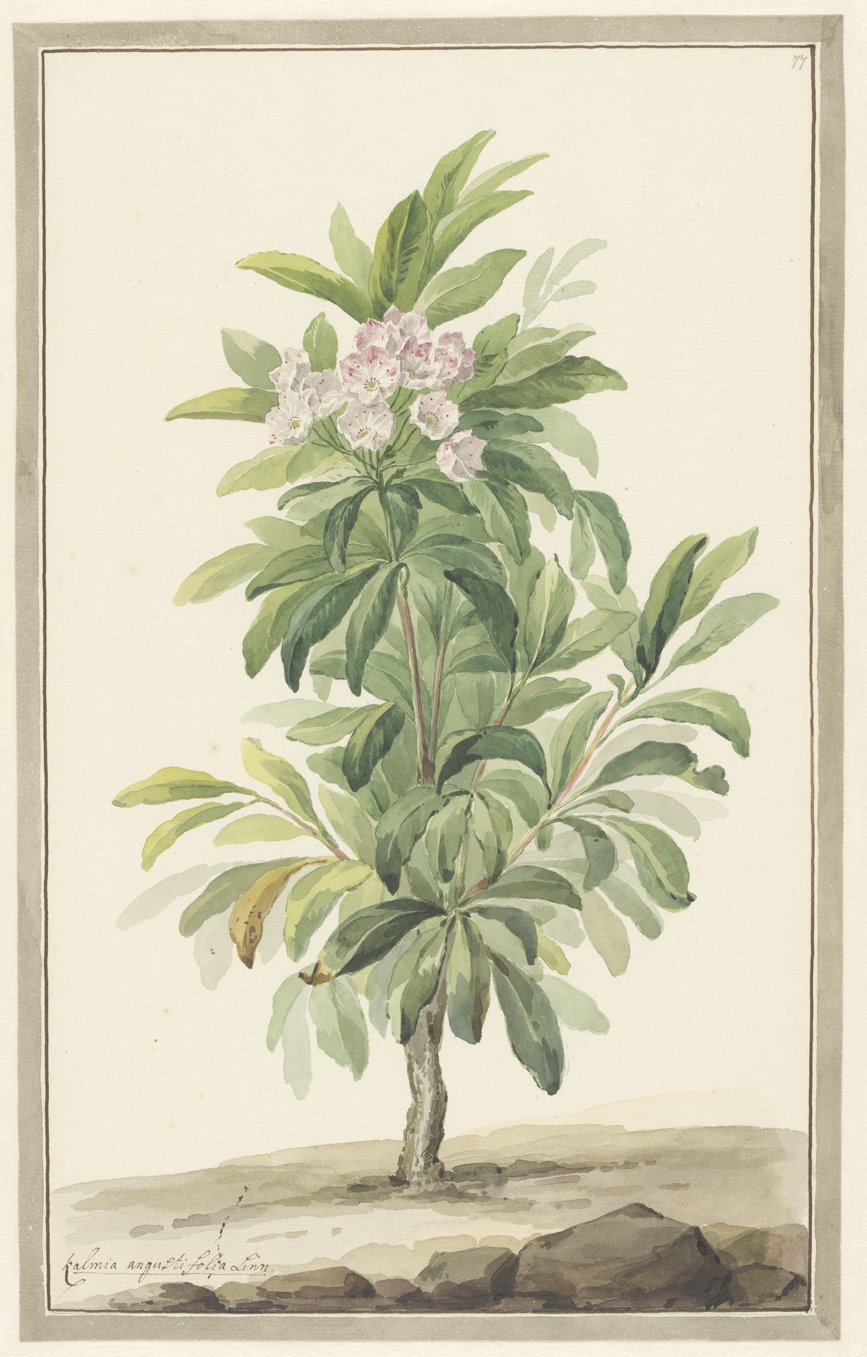 Smalbladige lepelboom in landschap (Kalmia Angustifolio) by Willem van Leen