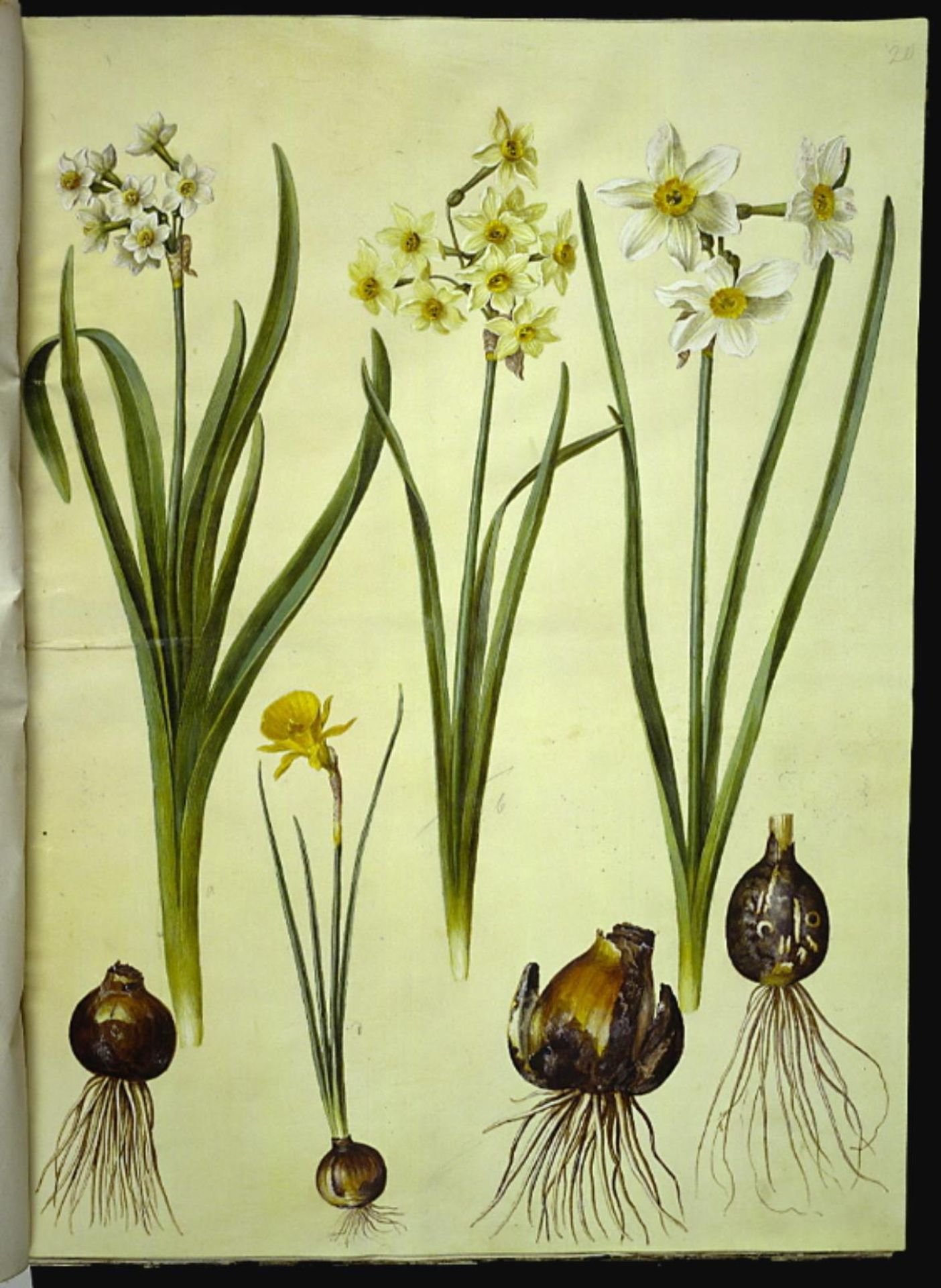 Narcissus tazetta (tazet); Narcissus ×medioluteus (toblomstret narcis); Narcissus bulbocodium (krinoline-narcis) by Hans Simon Holtzbecker