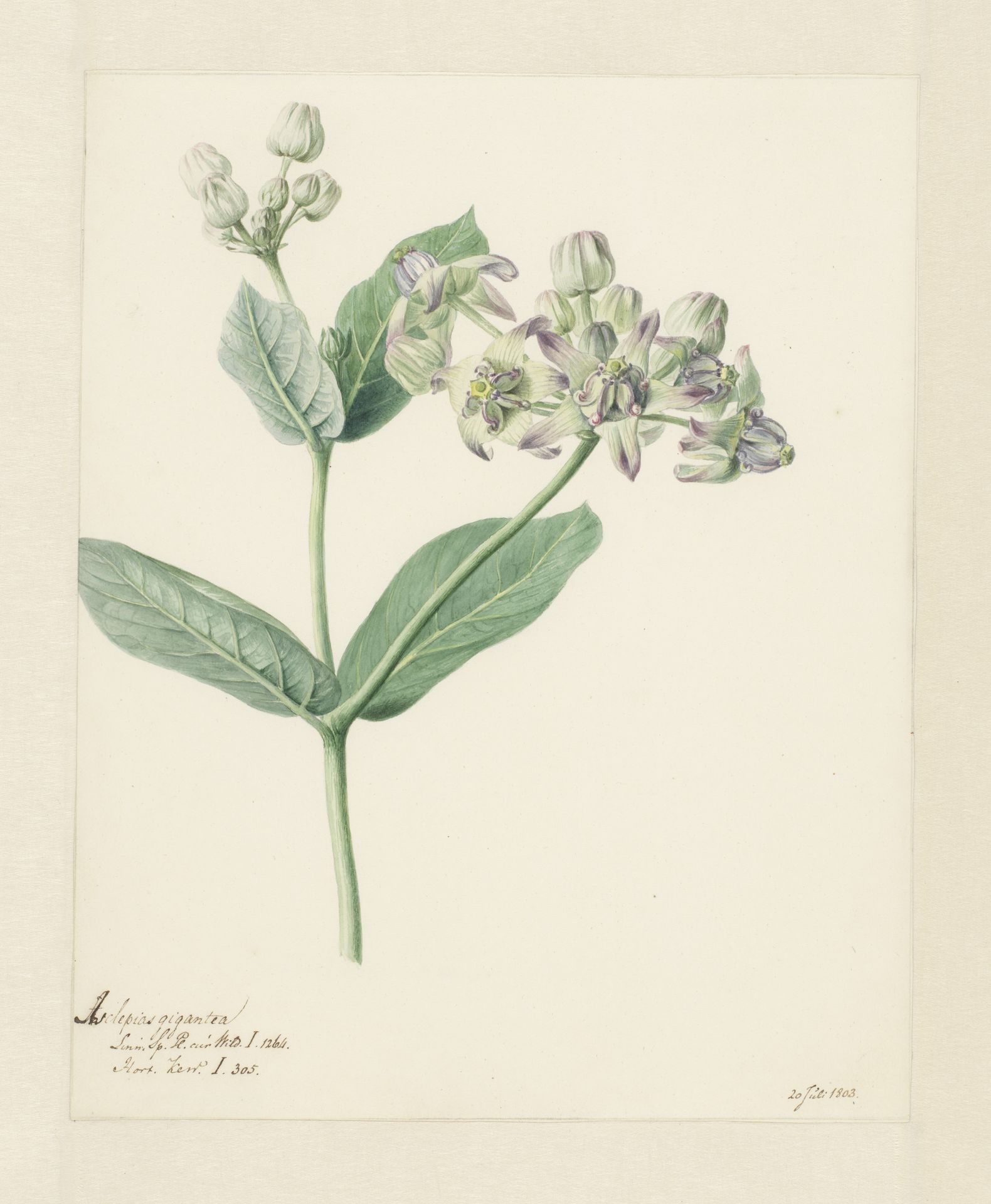 Calotropis by Hendrik Schwegman