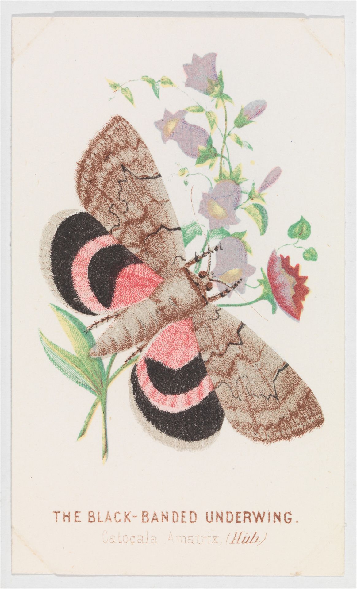 The Black-Banded Underwing from The Butterflies and Moths of America Part 2 by Louis Prang & Co.