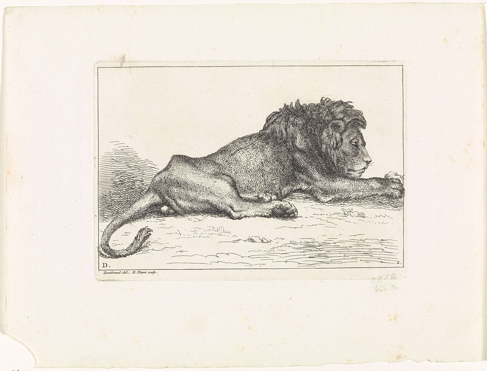 Leeuw by Bernard Picart