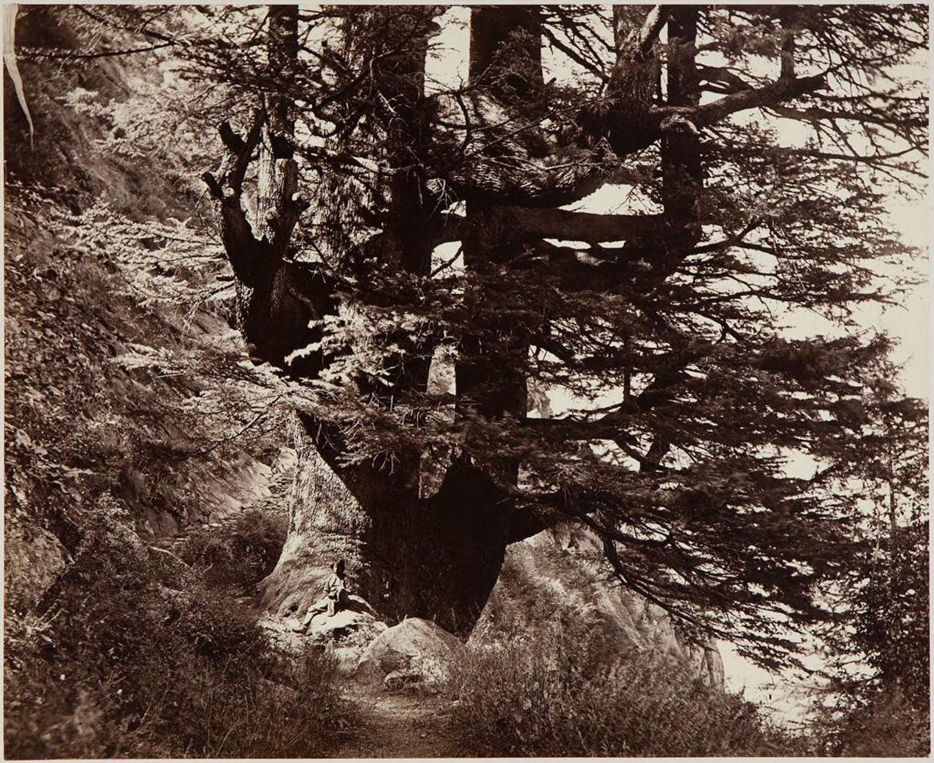 The Sutlej, Chirri, Wanga Valley; Great Deodar, 42' in Circumference by Samuel Bourne