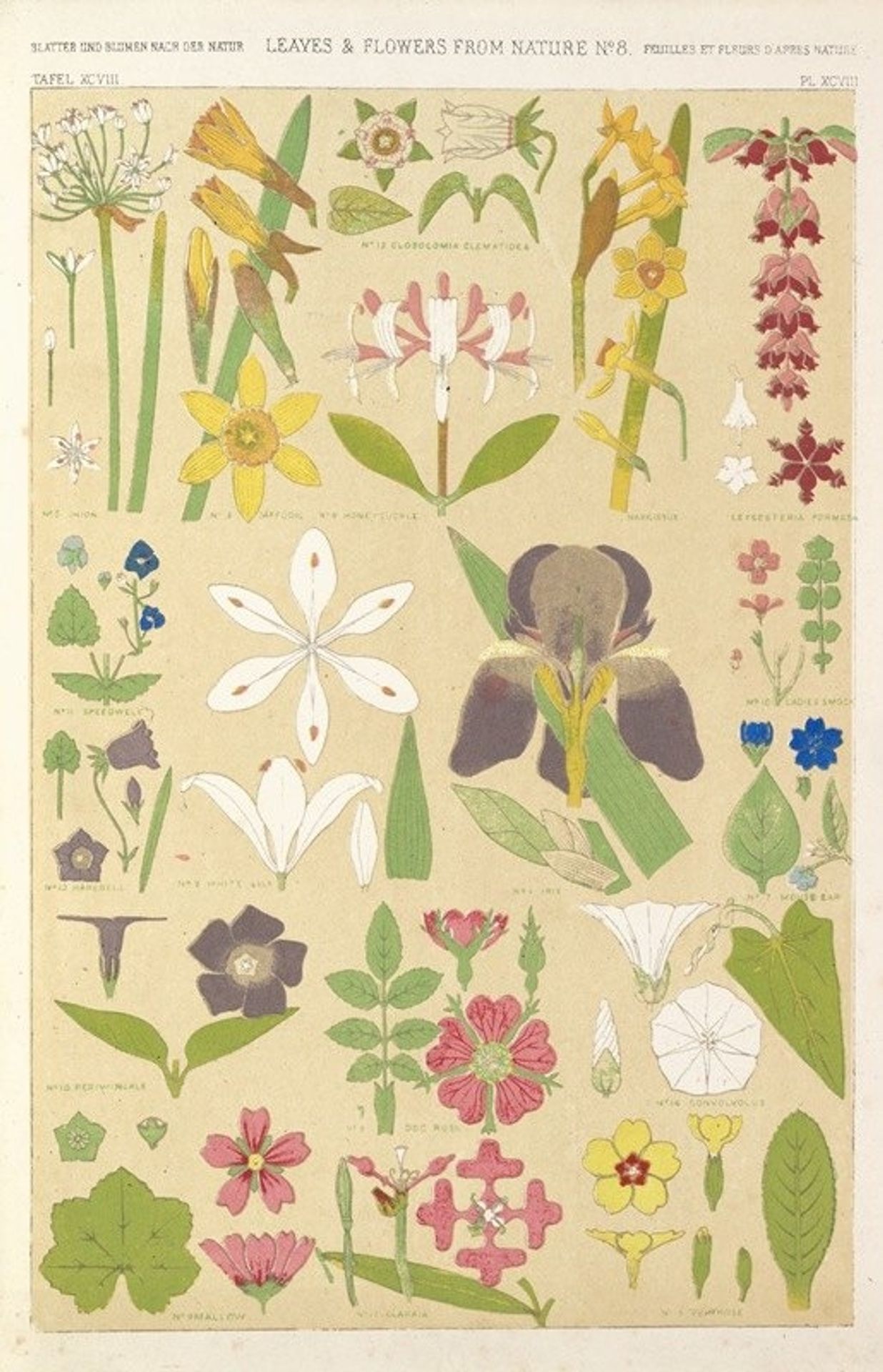 Leaves and flowers from Nature No.8 by Owen Jones