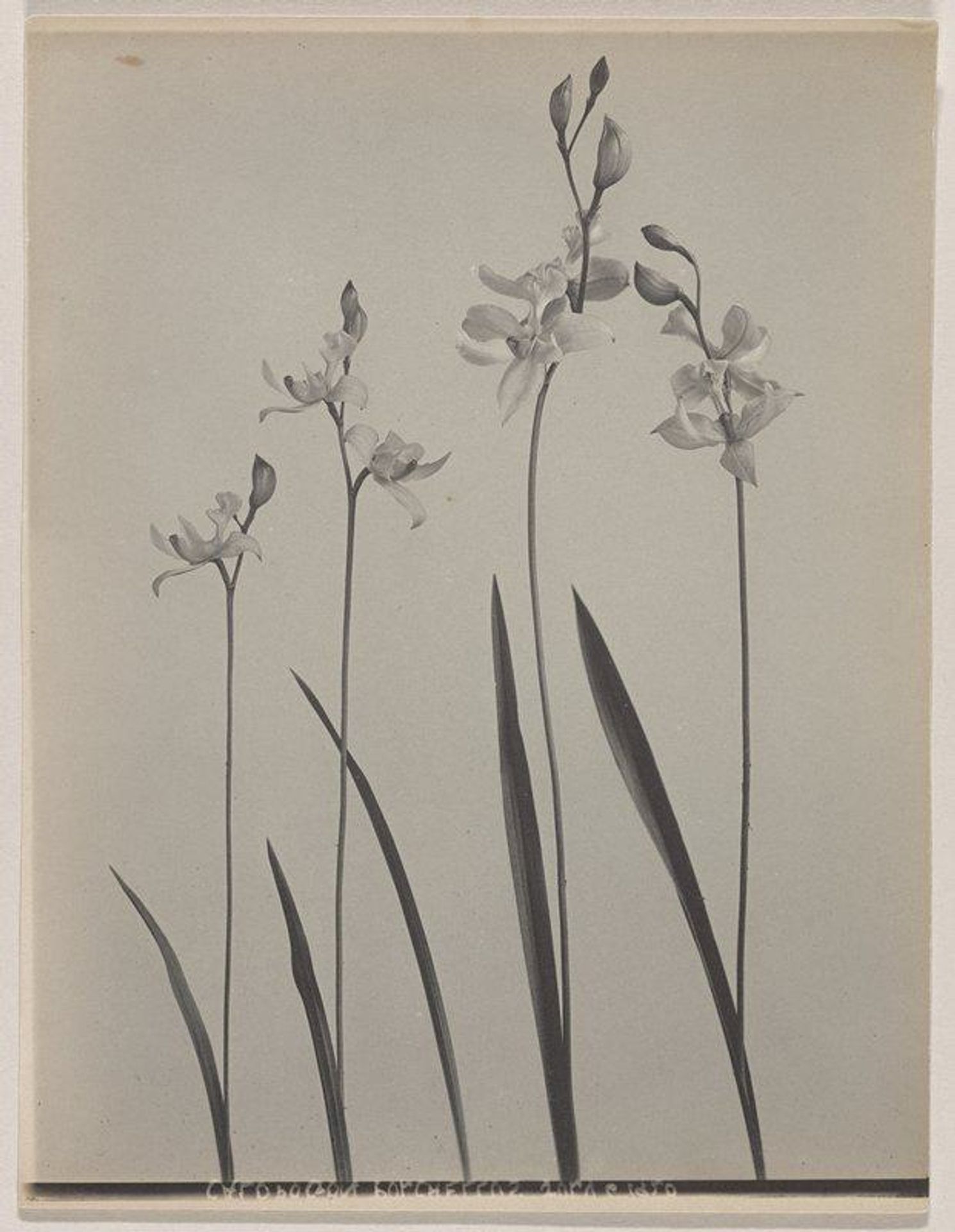 Calopogon pulchellus- Calopogon by Edwin Hale Lincoln