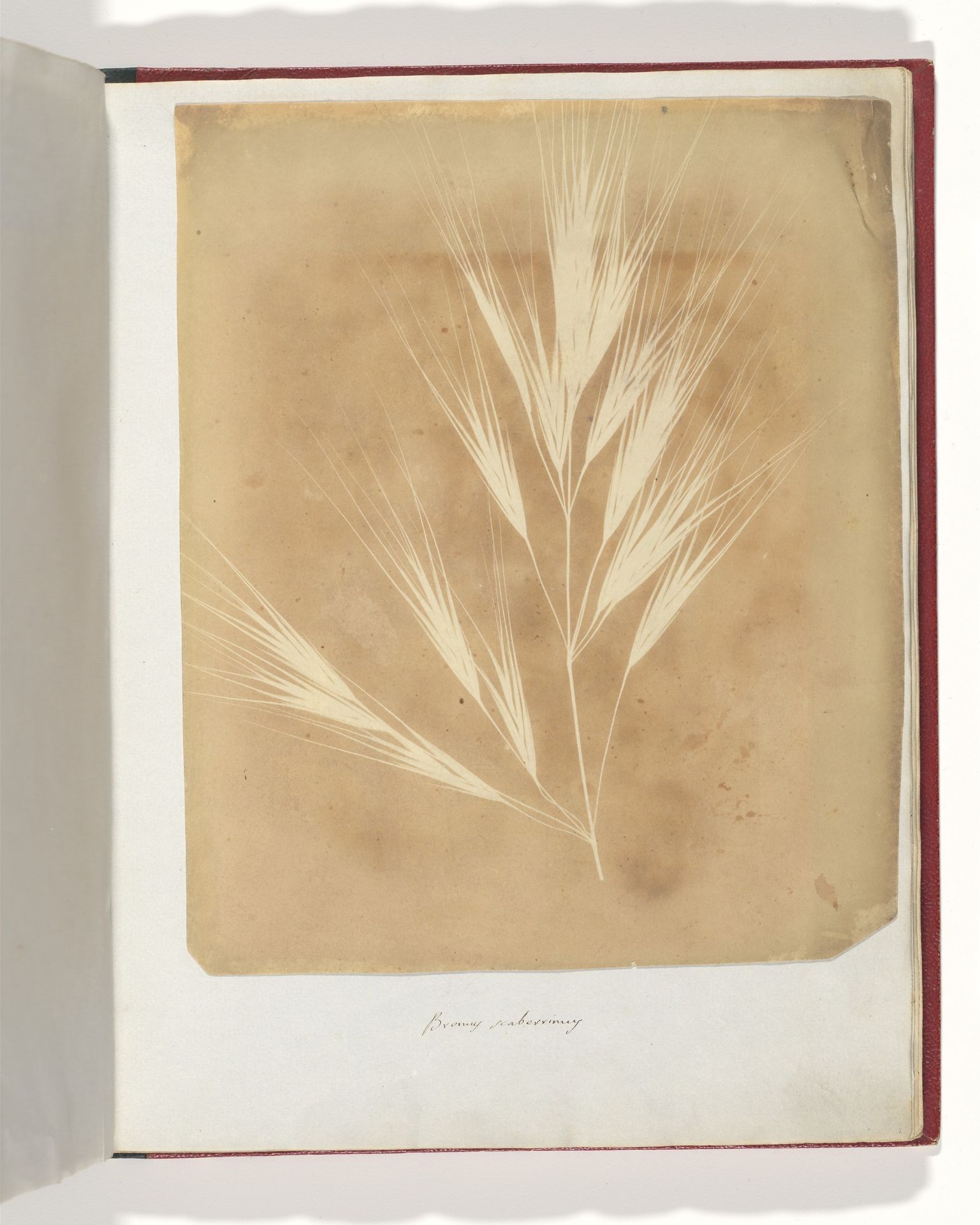 Bromus Maximus, Genoa by William Henry Fox Talbot