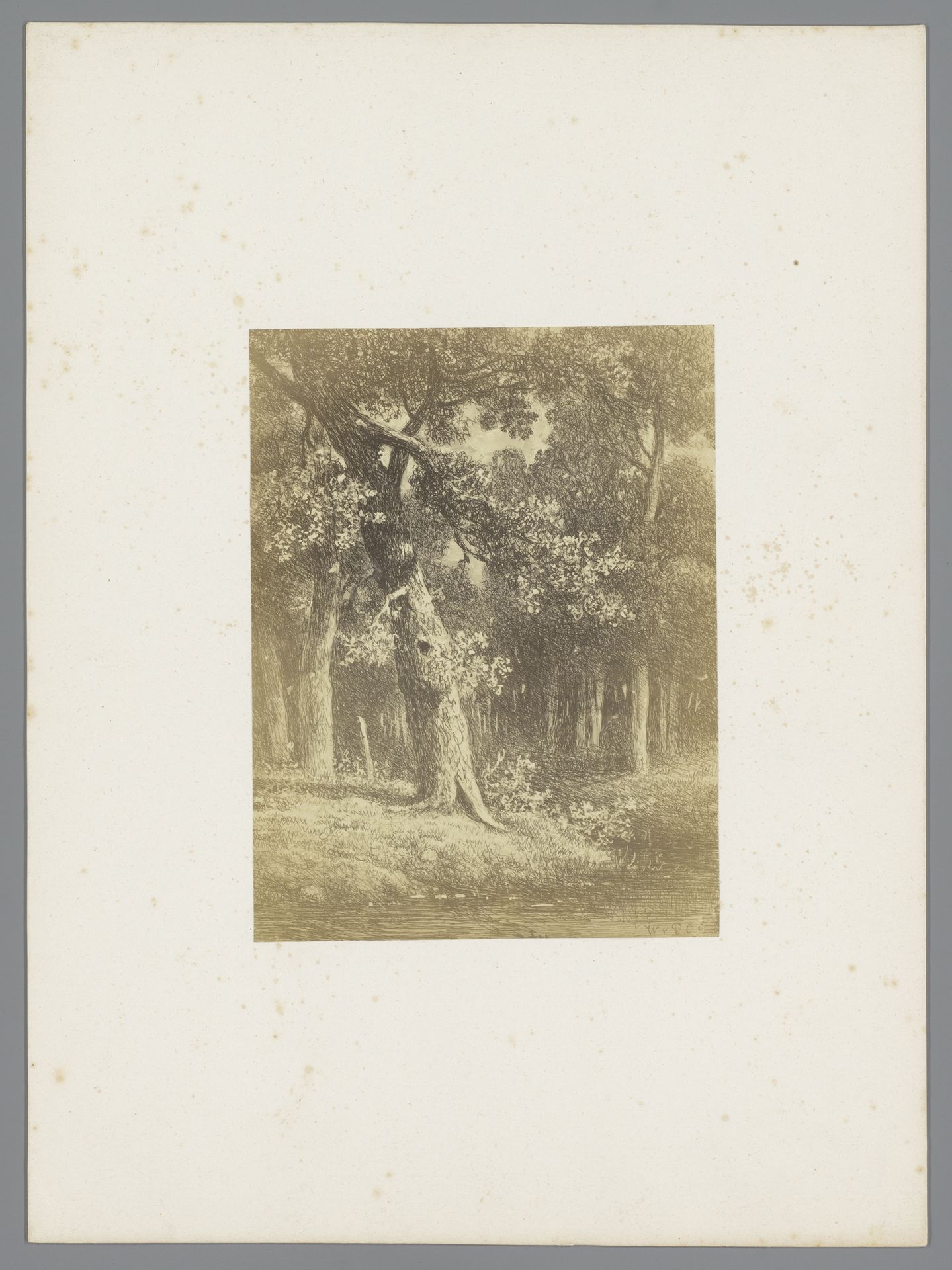 Fotoreproductie van een prent van een bosgezicht naar Johannes Pieter van Wisselingh by Anonymous