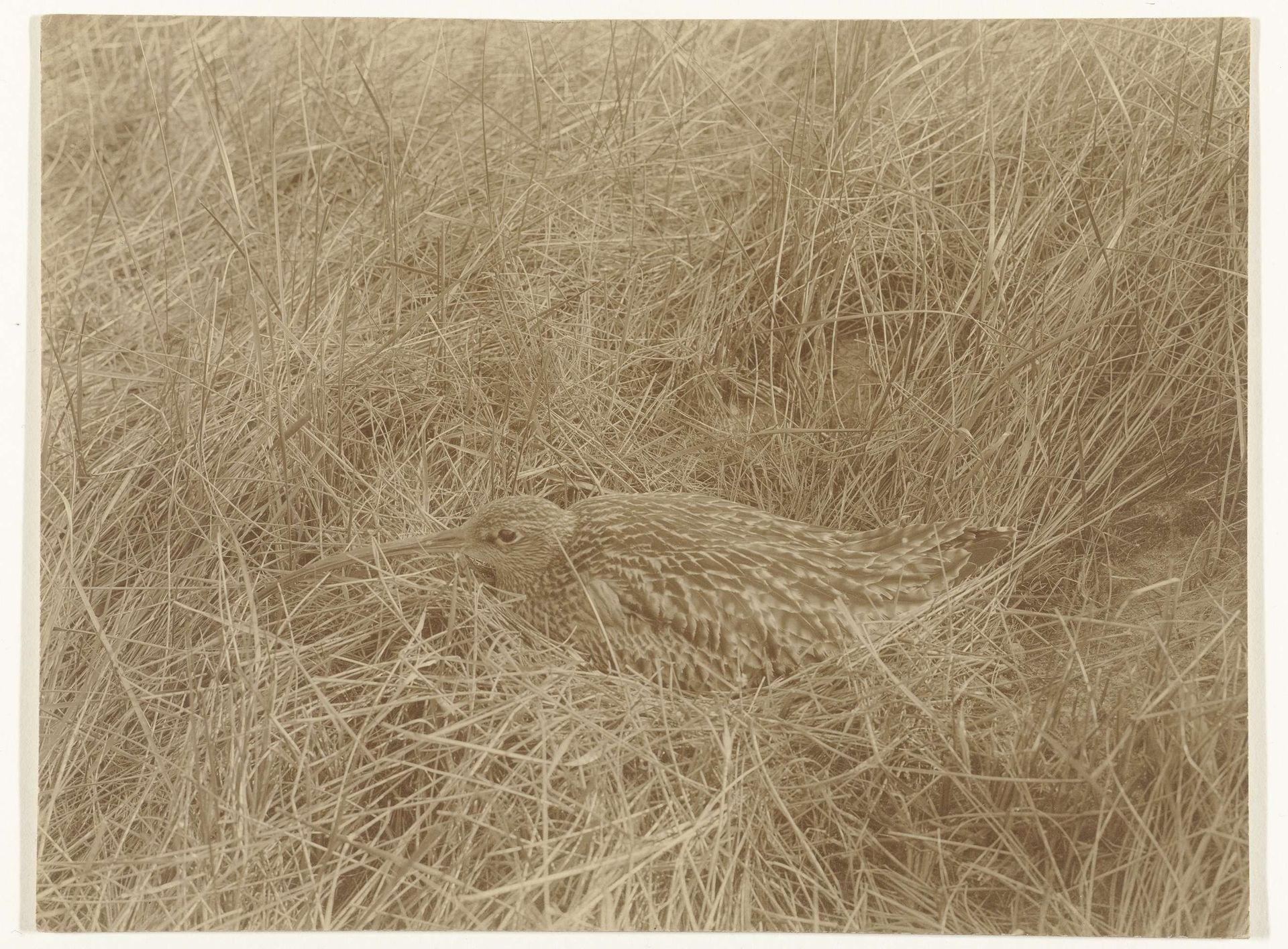 Broedende Wulp by Richard Tepe