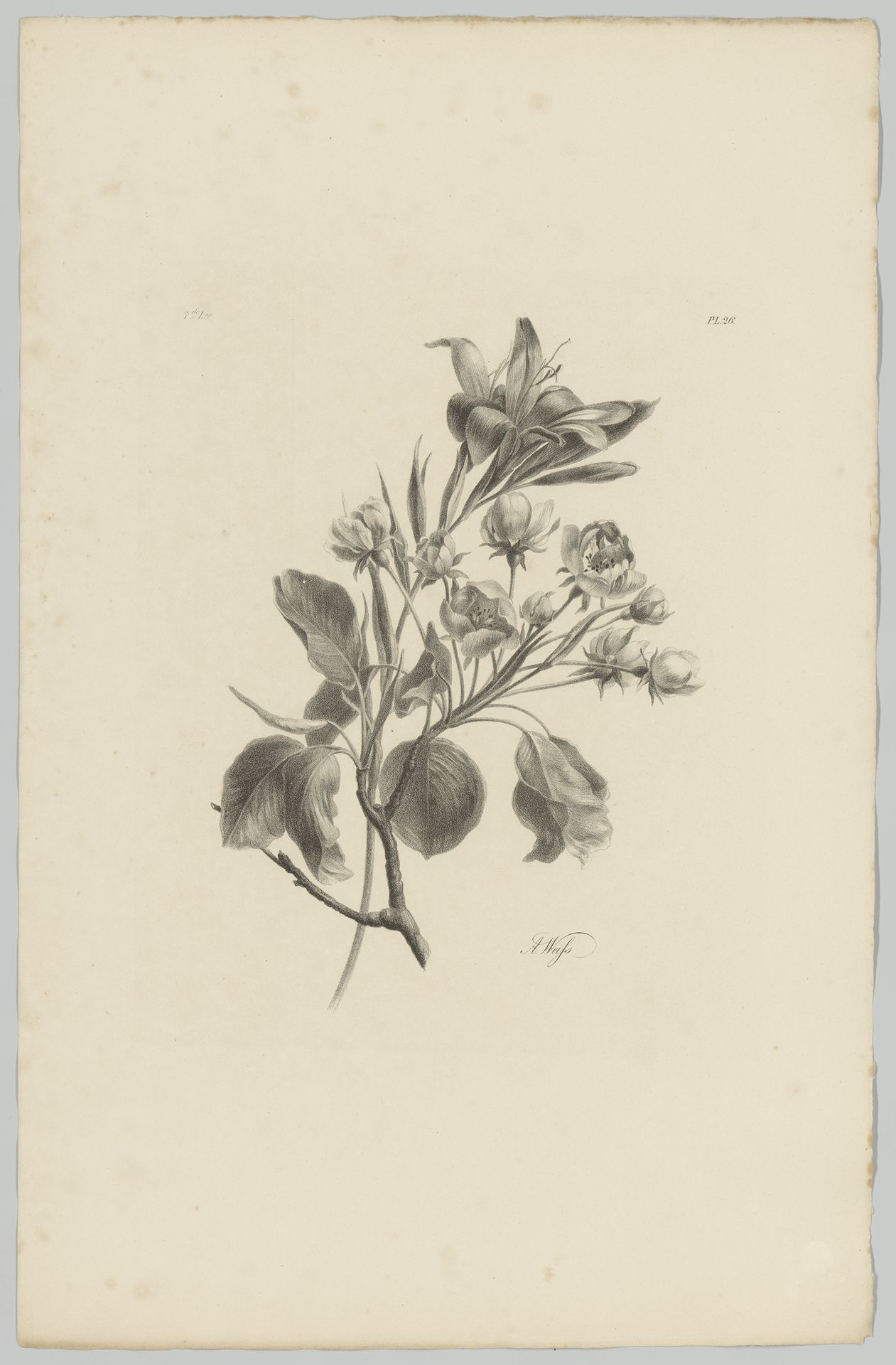 Lelie en andere bloemen by Anton Weiss