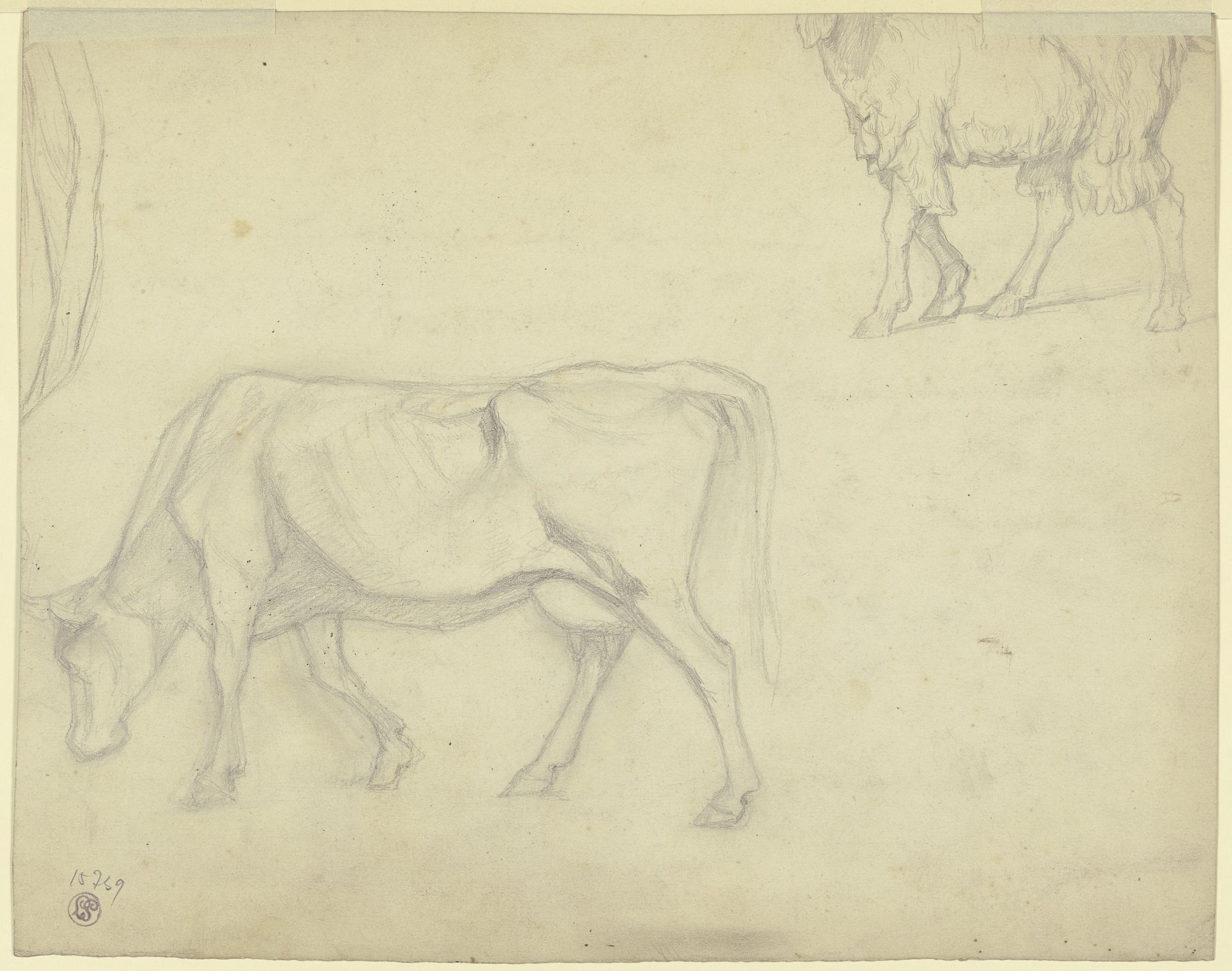 Studienblatt_ Kuh und Schaf by Karl Peter Burnitz