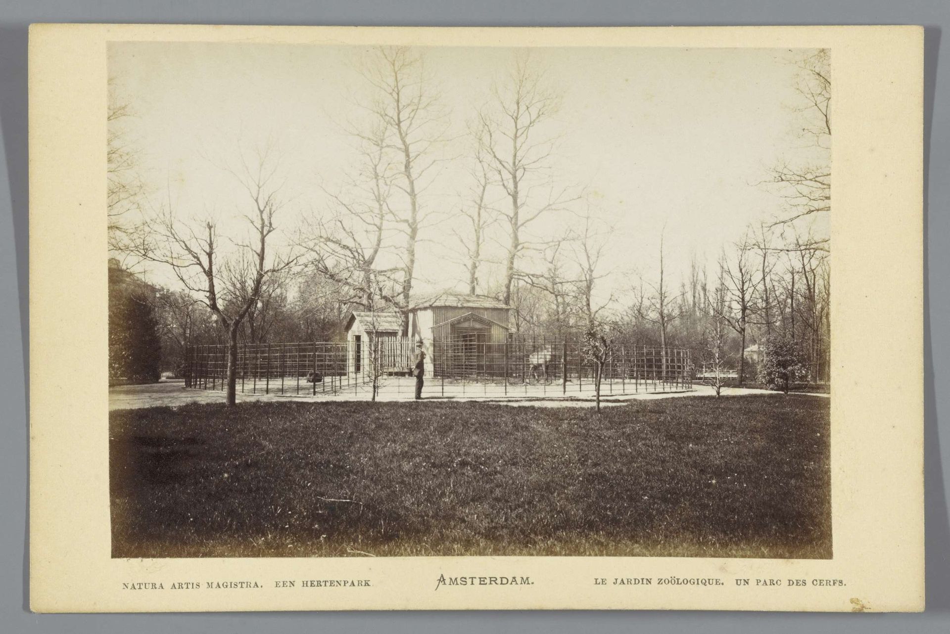 Gezicht op een hertenkamp in Artis in Amsterdam by Andries Jager