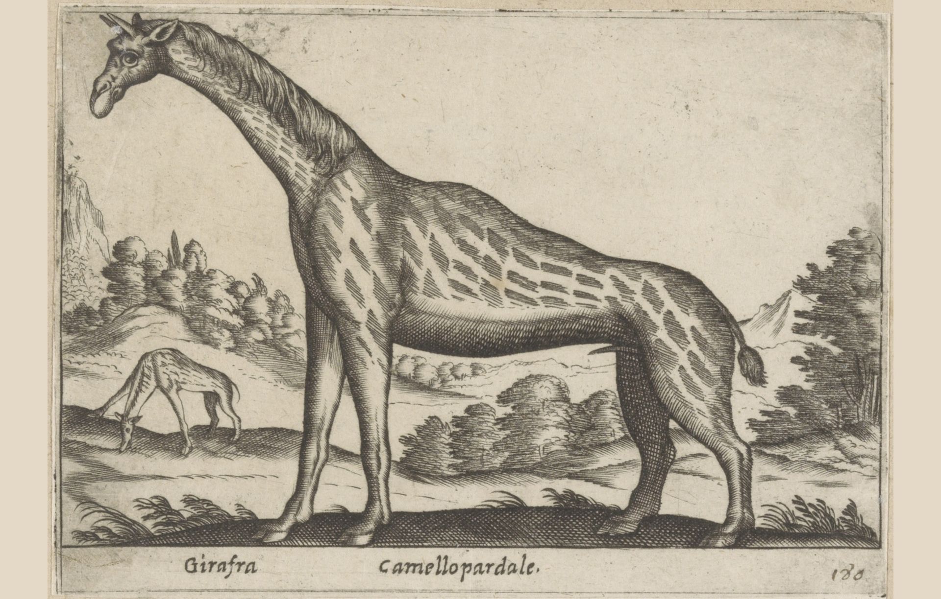 Giraffe by Antonio Tempesta