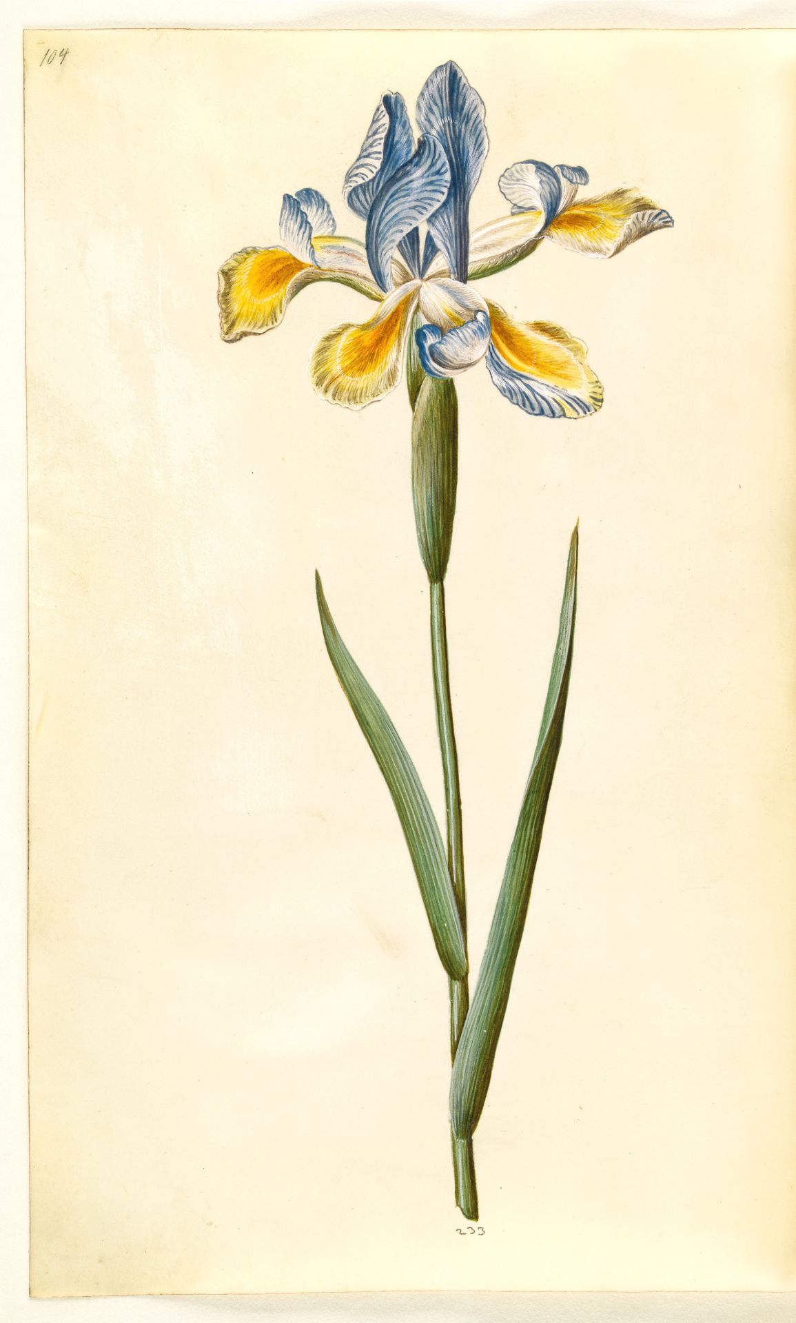 Iris xiphium (spansk iris) by Hans Simon Holtzbecker