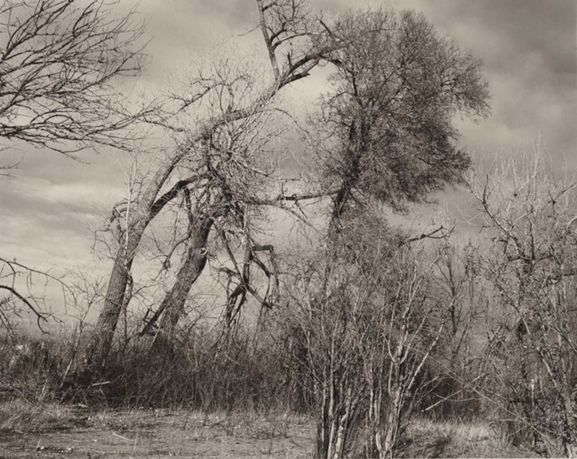Tree line, farm being cleared for development, Longmont, Colorado by Robert Adams