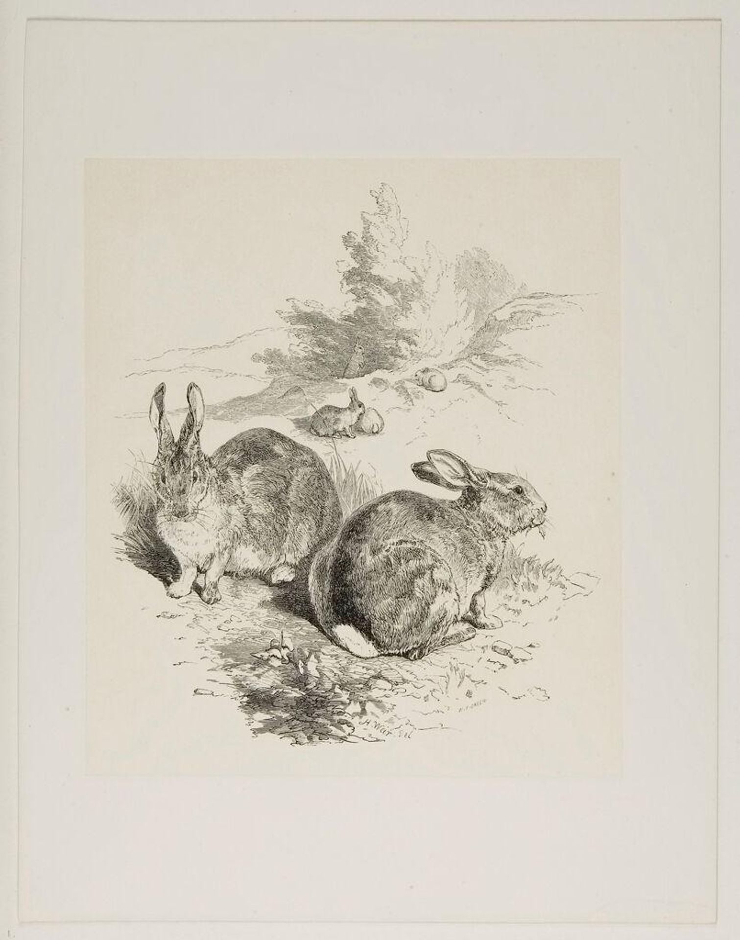 Rabbits by W. T. Green