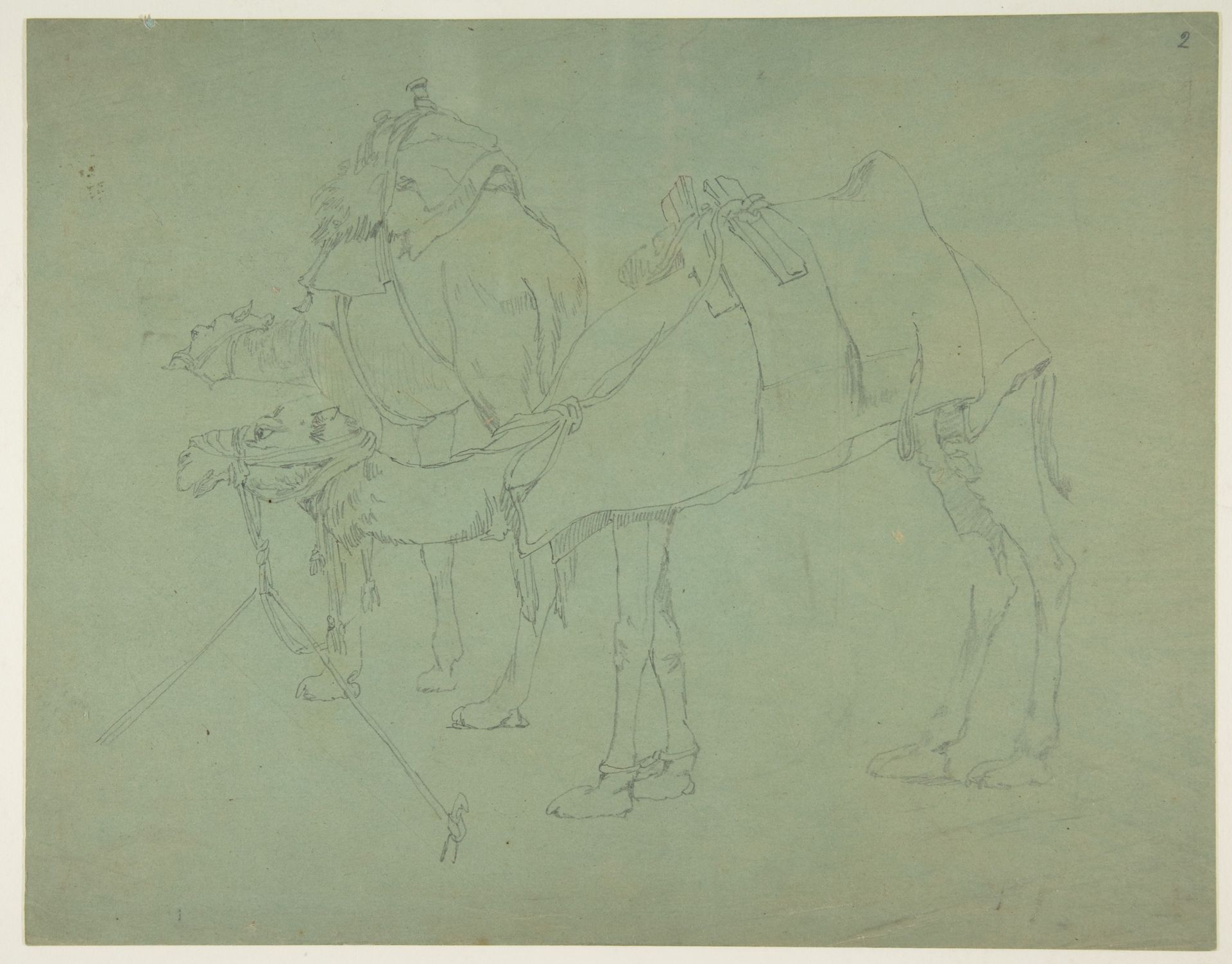Two Camels by Anonymous