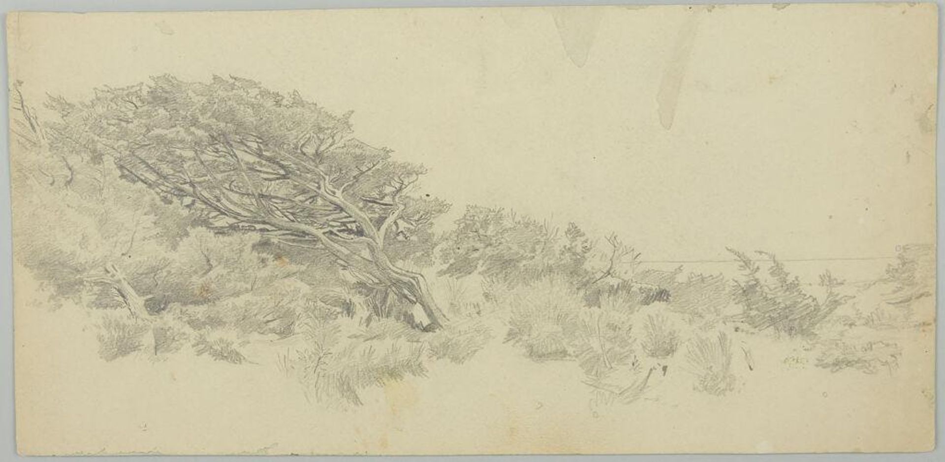 Trees Near a Shore by William Trost Richards