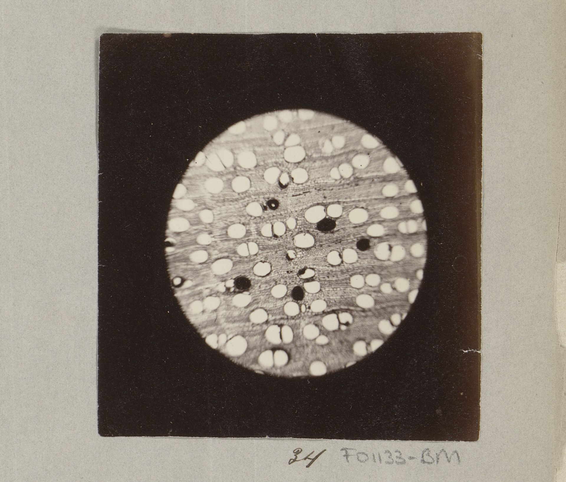 Microscopische opname van mahoniehout, zestig keer vergroot by Marinus Pieter Filbri