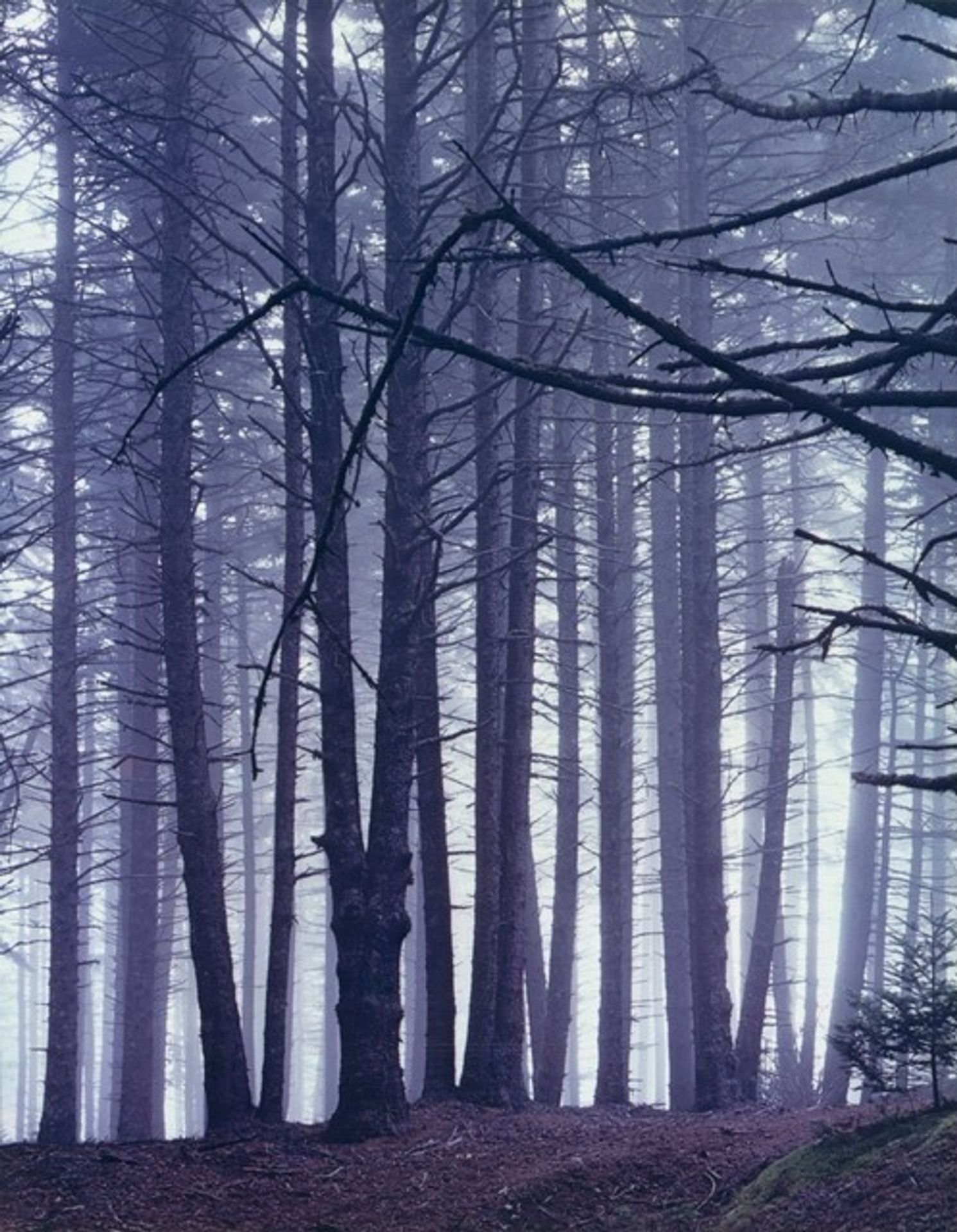 Spruce Trees in Fog, Great Spruce Head Island, Maine by Eliot Porter