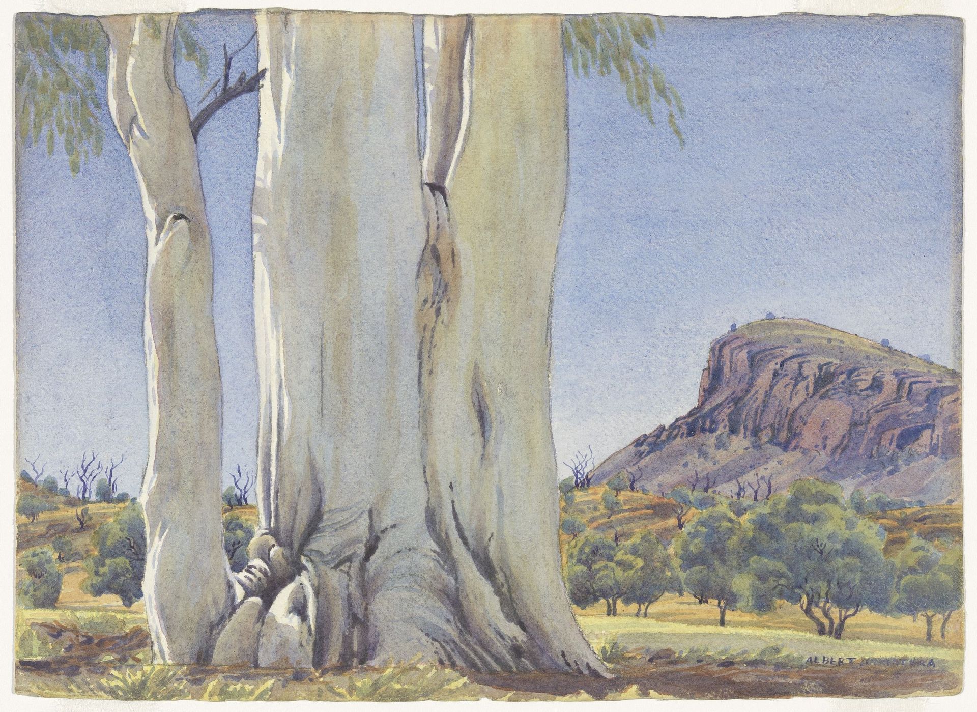 The Ancient Ghost Gum at Temple Bar Station by Albert Namatjira