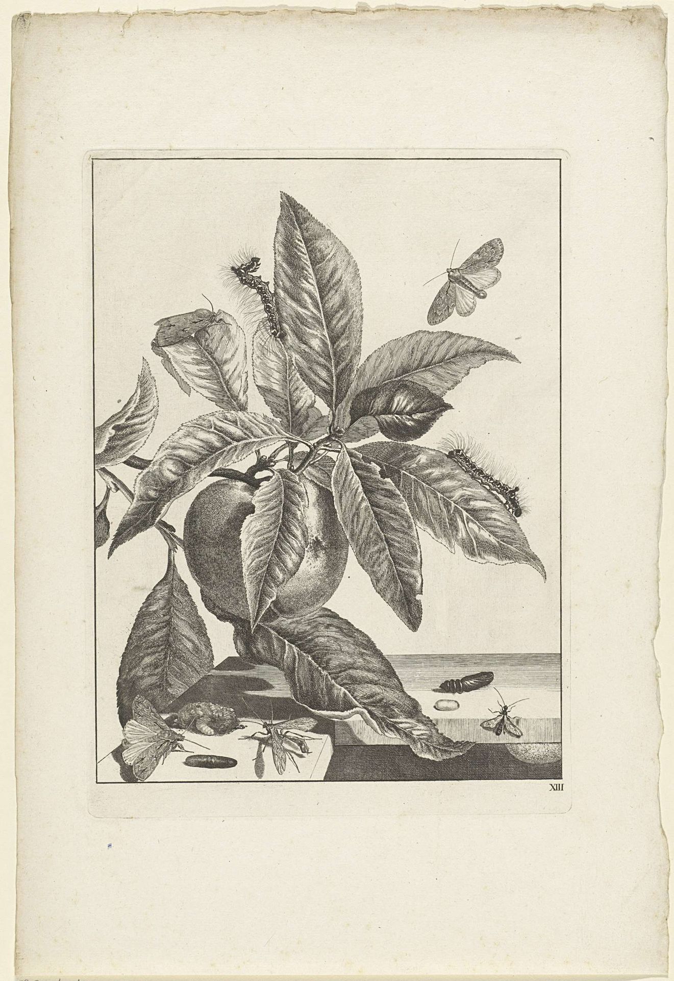 Rupsen op een plant met vrucht by Jacob l' (II) Admiral
