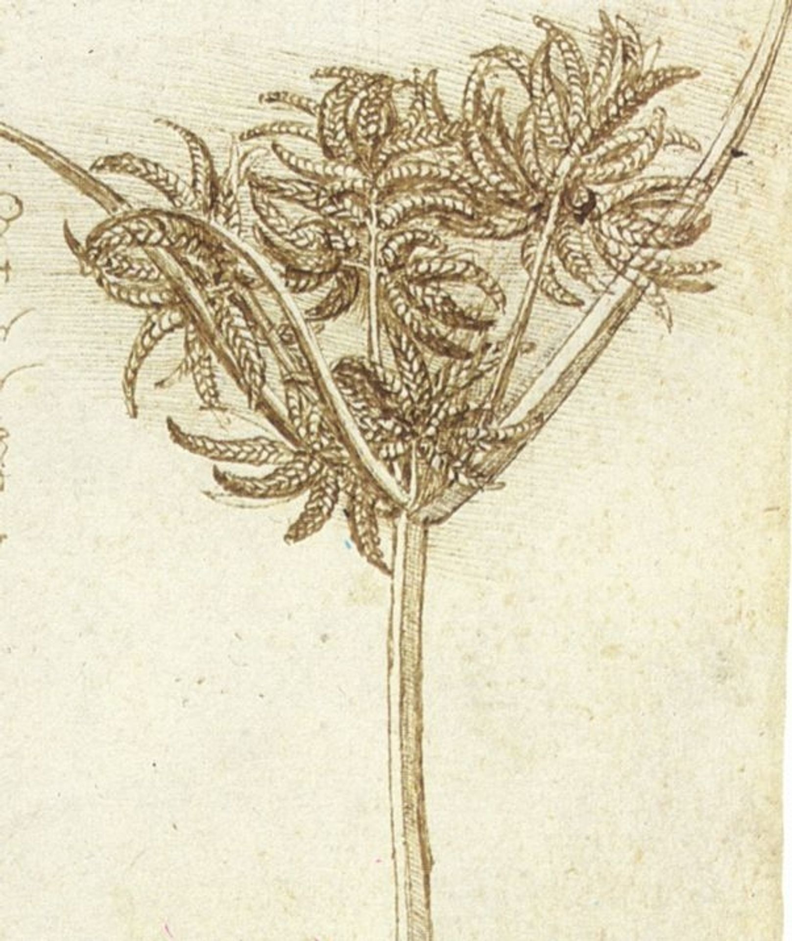 Sedge by Leonardo da Vinci