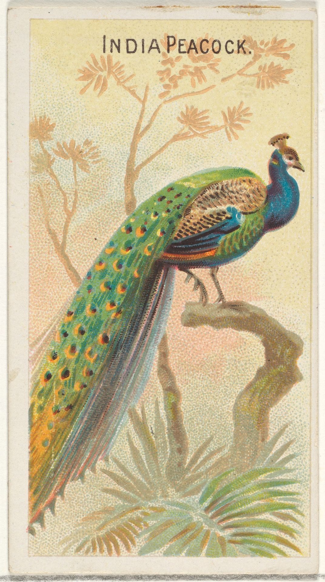 India Peacock, from the Birds of the Tropics series (N5) for Allen & Ginter Cigarettes Brands by Allen & Ginter