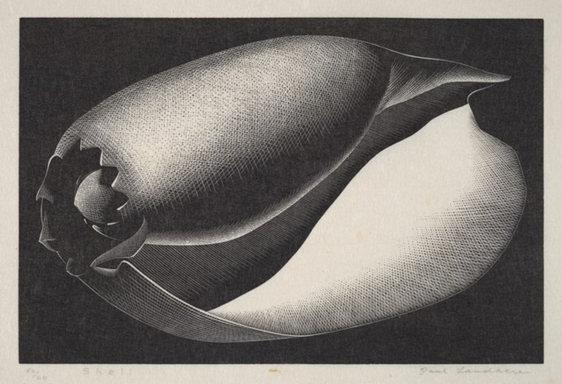 Shell by Paul Landacre
