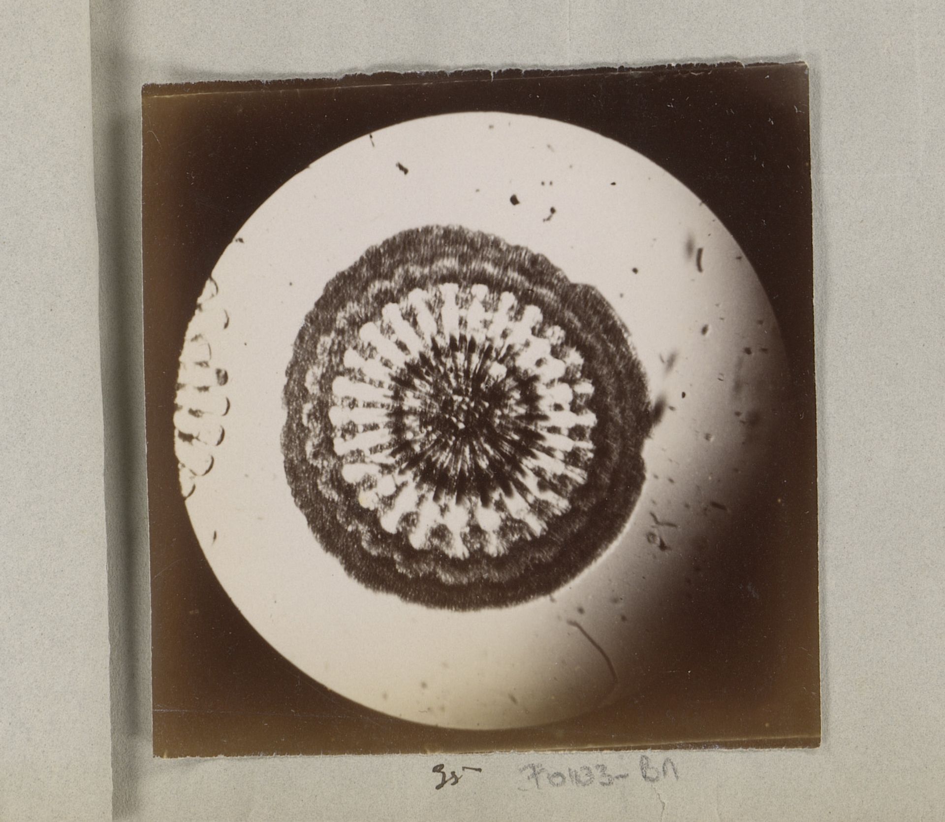 Microscopische opname van diatomeeën, 190 keer vergroot by Marinus Pieter Filbri