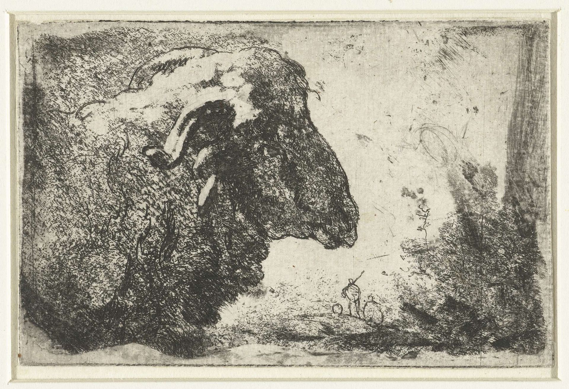 Kop van een ram by Anonymous