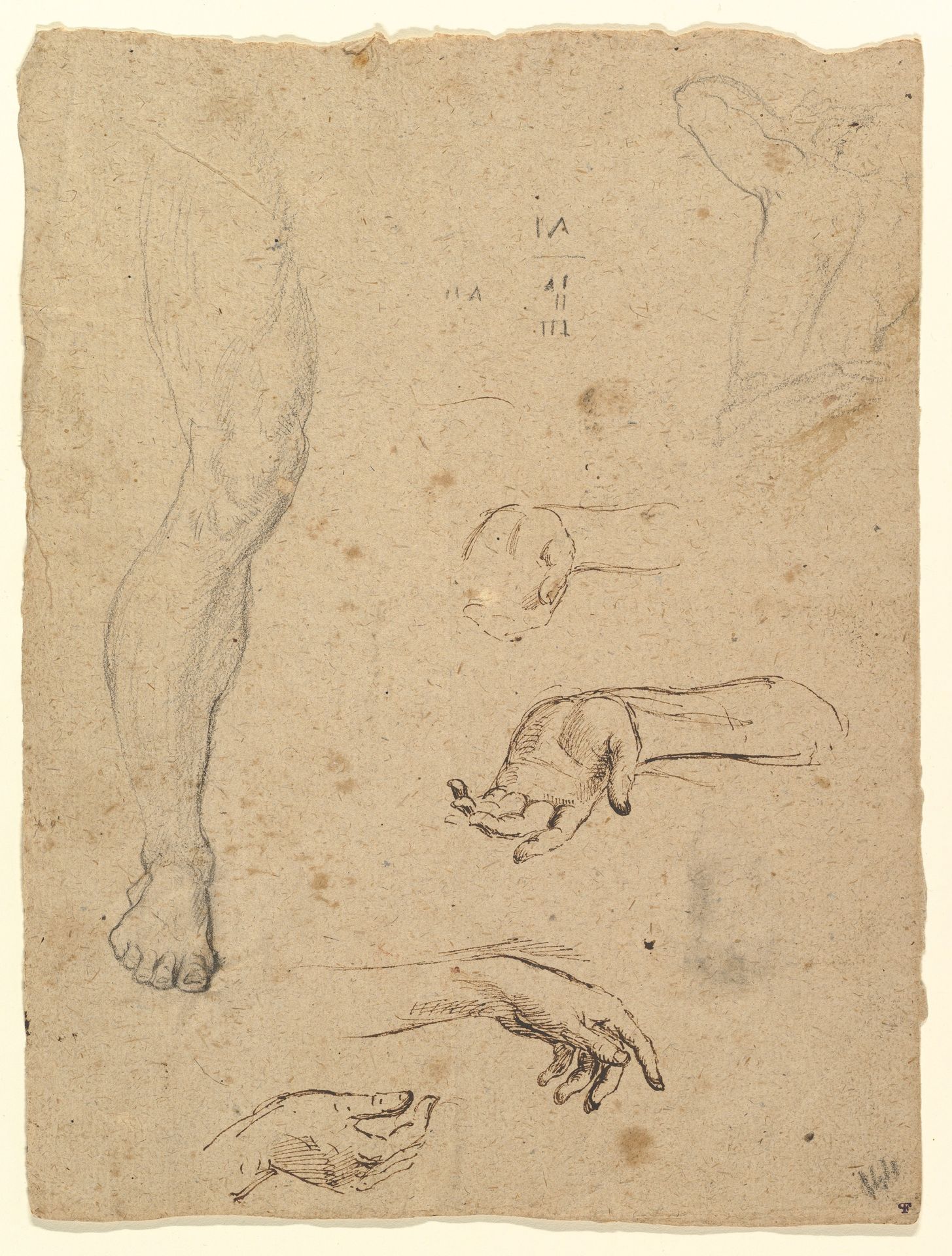 Studies of Legs, Hands, and Torso by Anonymous