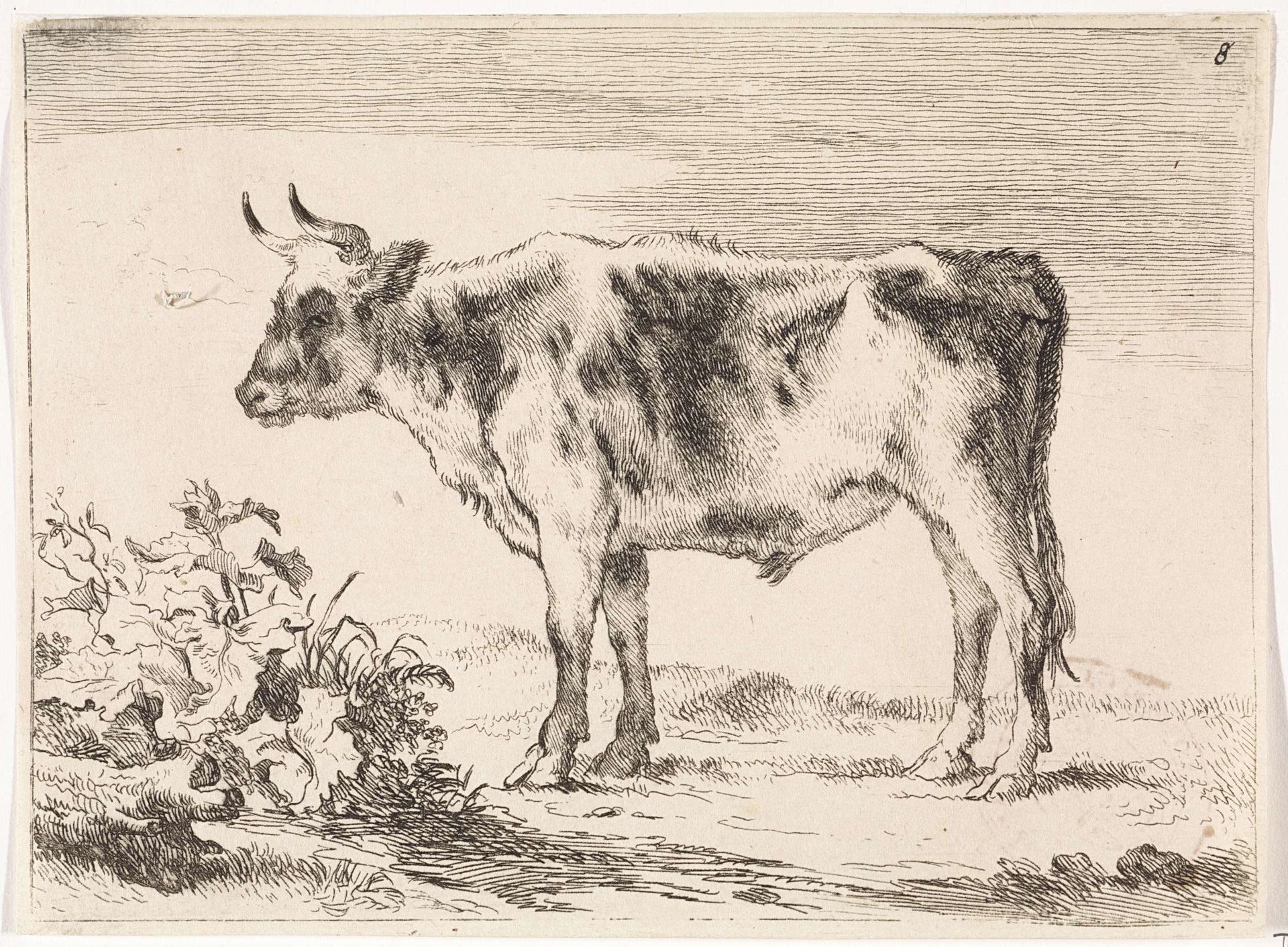 Jonge os by Paulus Potter