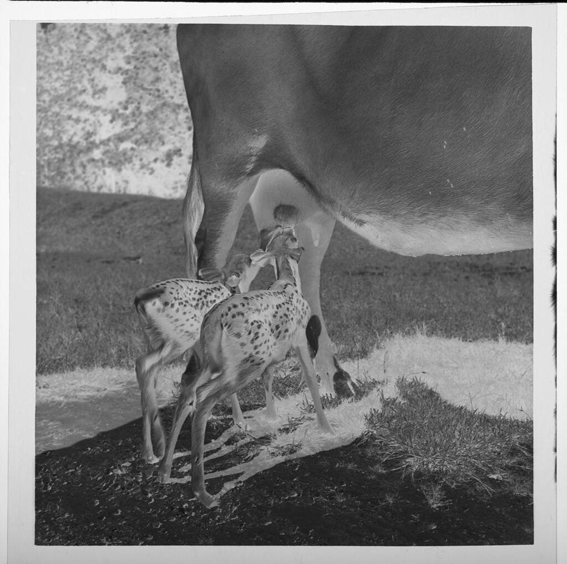 Untitled (baby fawns nursing from cow) by Jack Gould