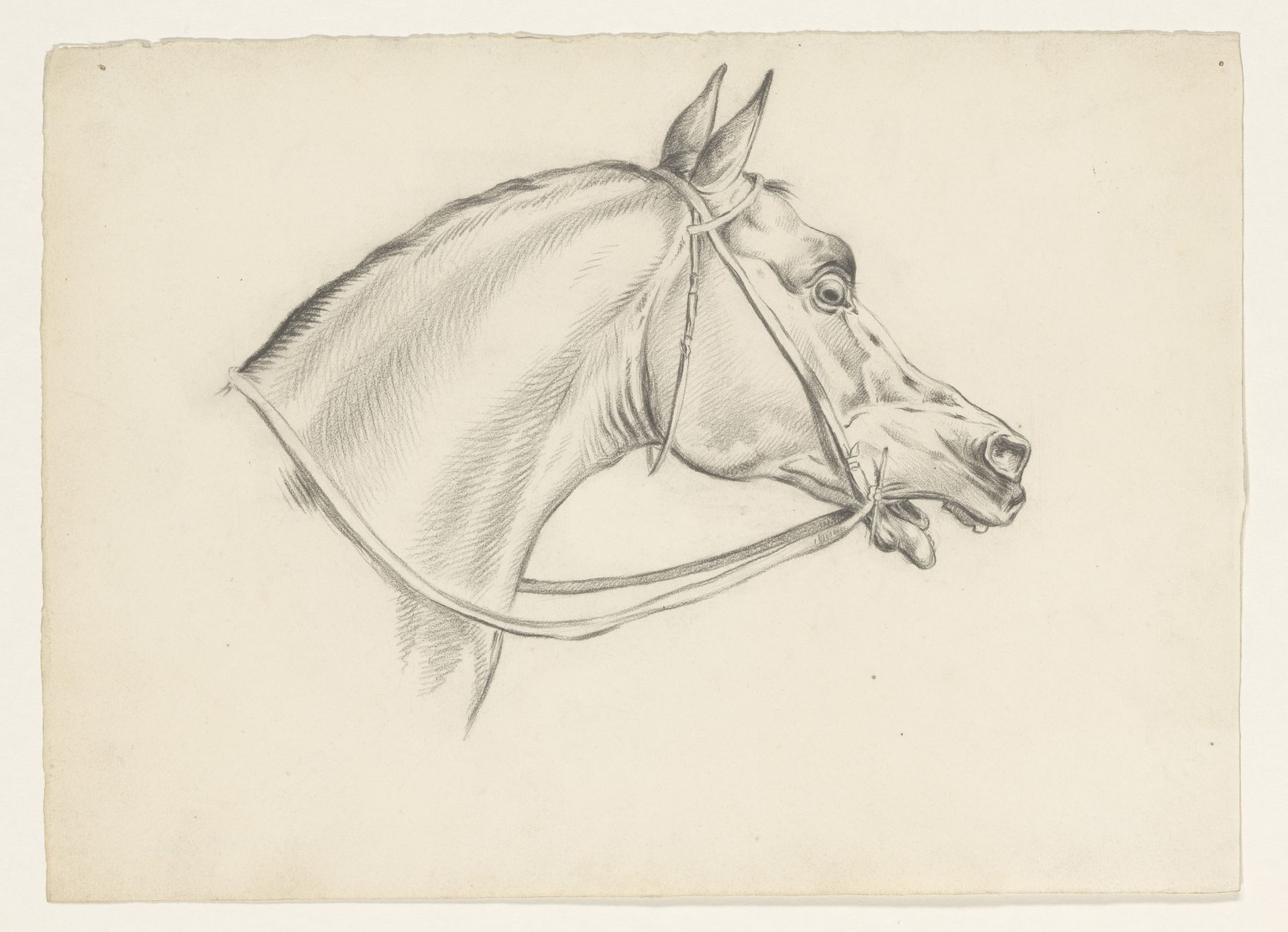 Paardenkop, naar rechts by Johannes Tavenraat