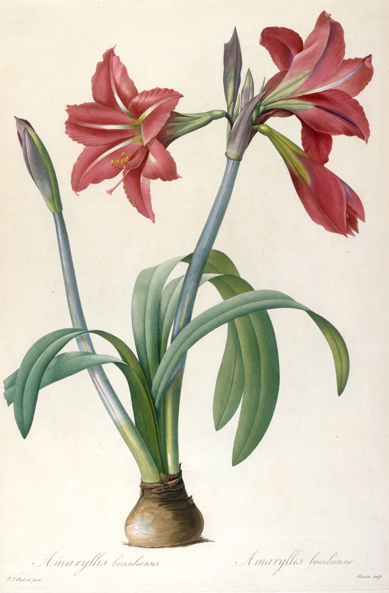 Amaryllis brasiliensis (Brazilian Amaryllis) by Anonymous
