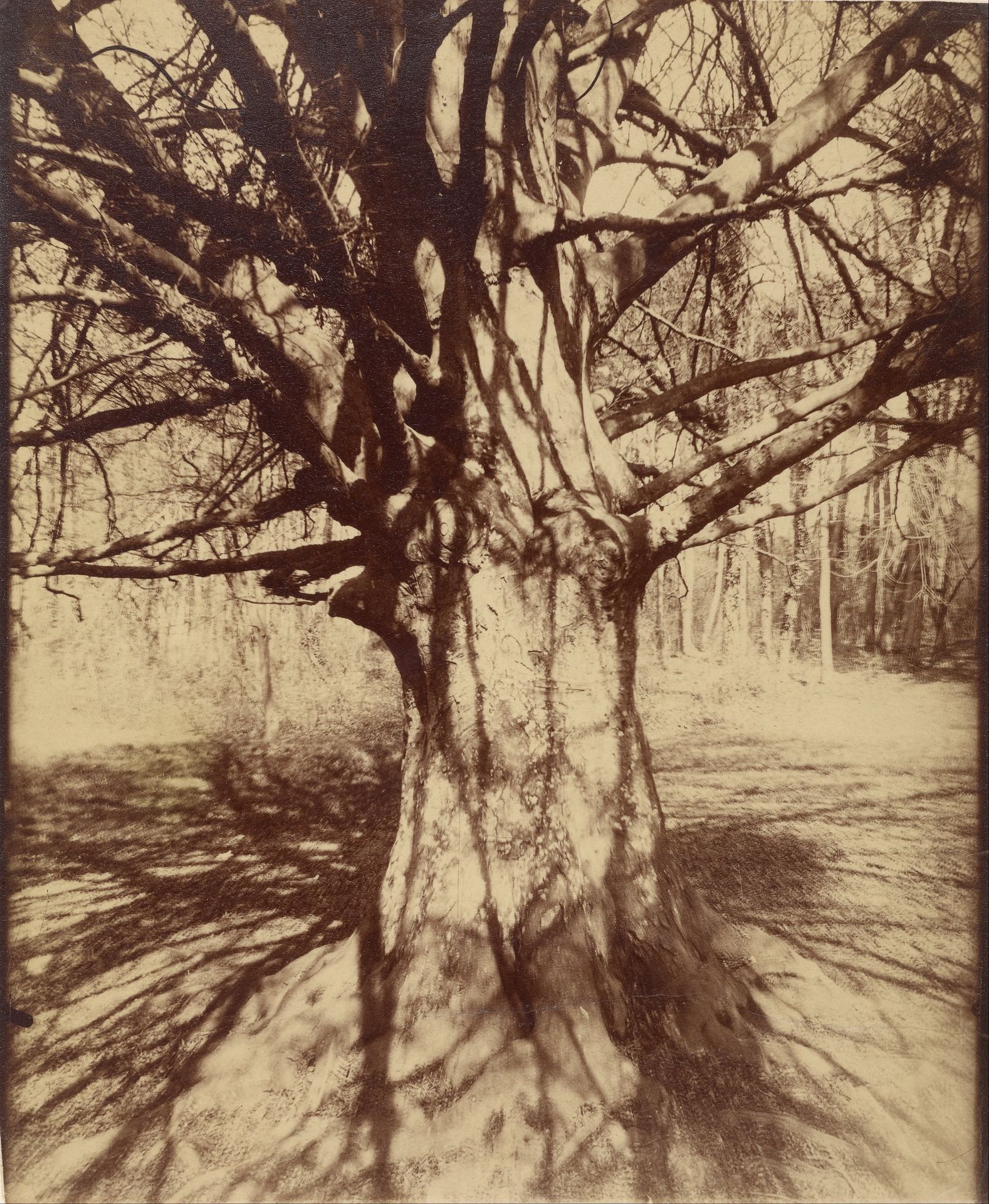 Beech Tree by Eugène Atget