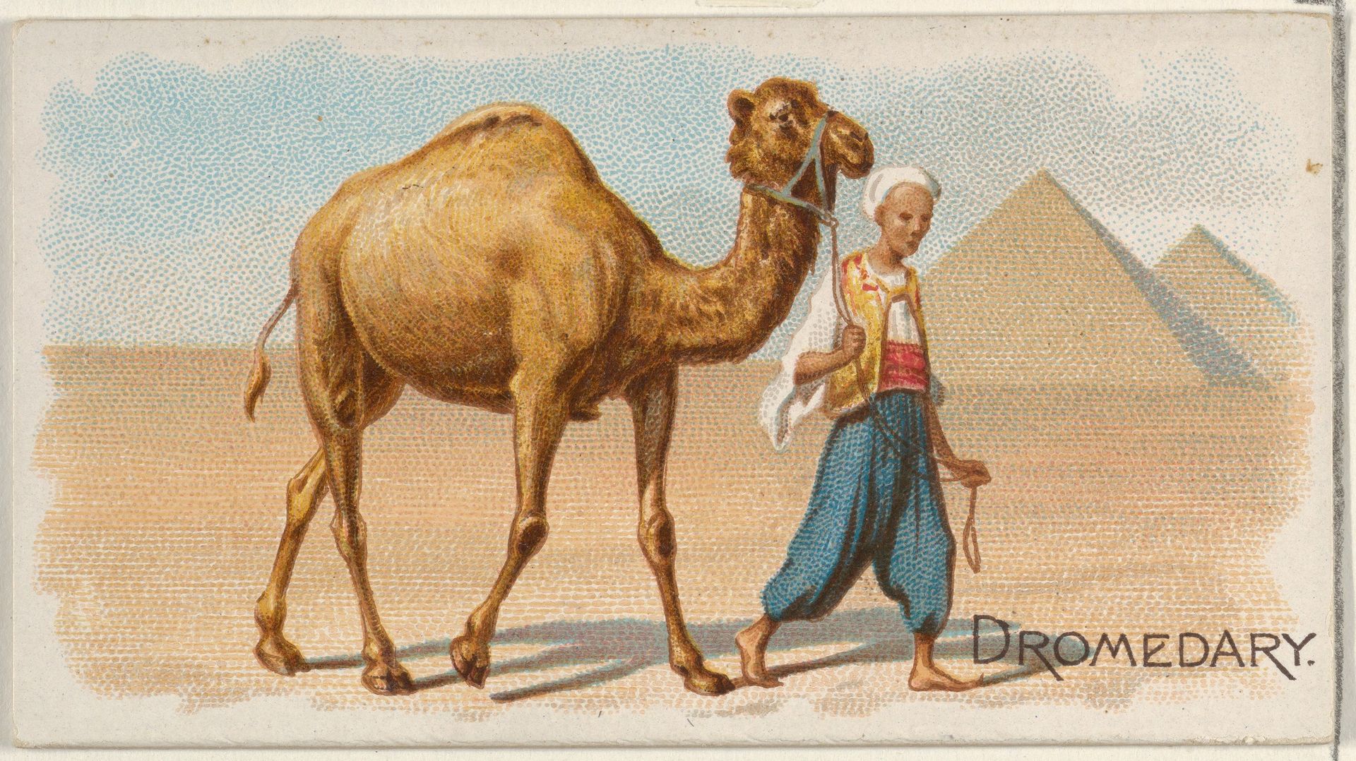 Dromedary, from the Quadrupeds series (N21) for Allen & Ginter Cigarettes by Allen & Ginter