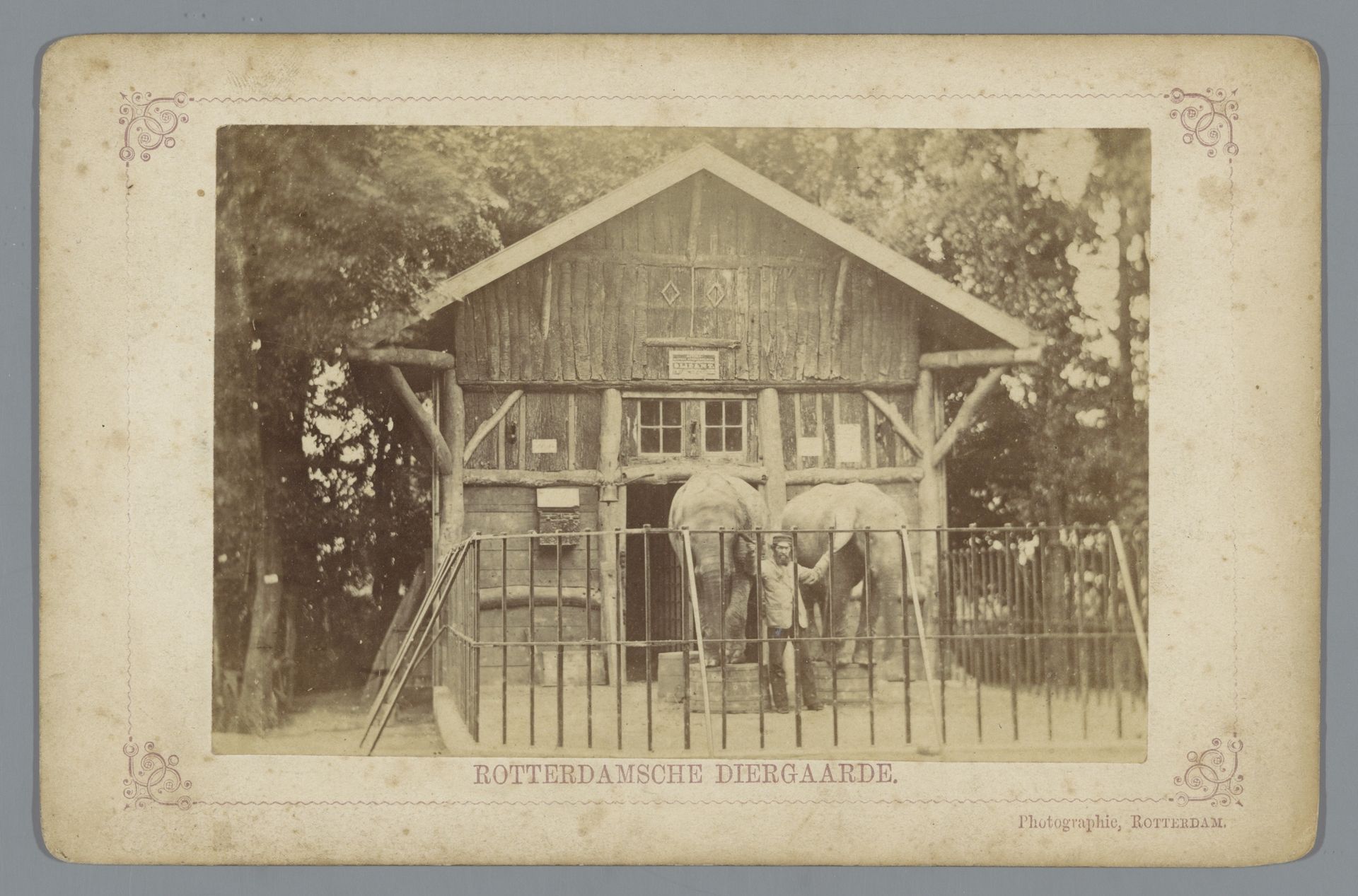 Twee olifanten met hun verzorger in de Rotterdamsche Diergaarde by Johanna Antonia Gerstenhauer Zimmerman