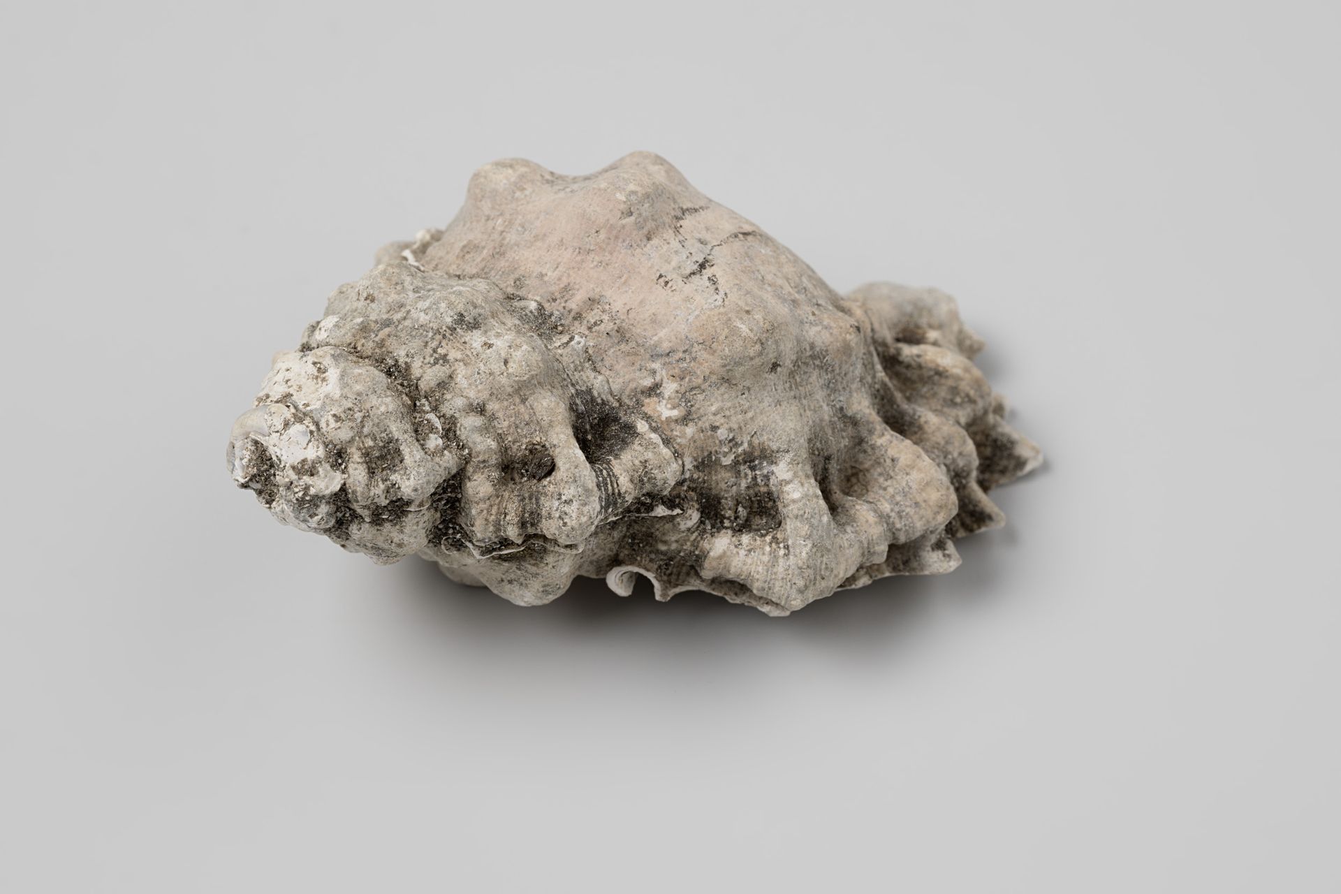 Bursa rubeta shell from the wreck of the Dutch East India ship Witte Leeuw by niet van toepassing