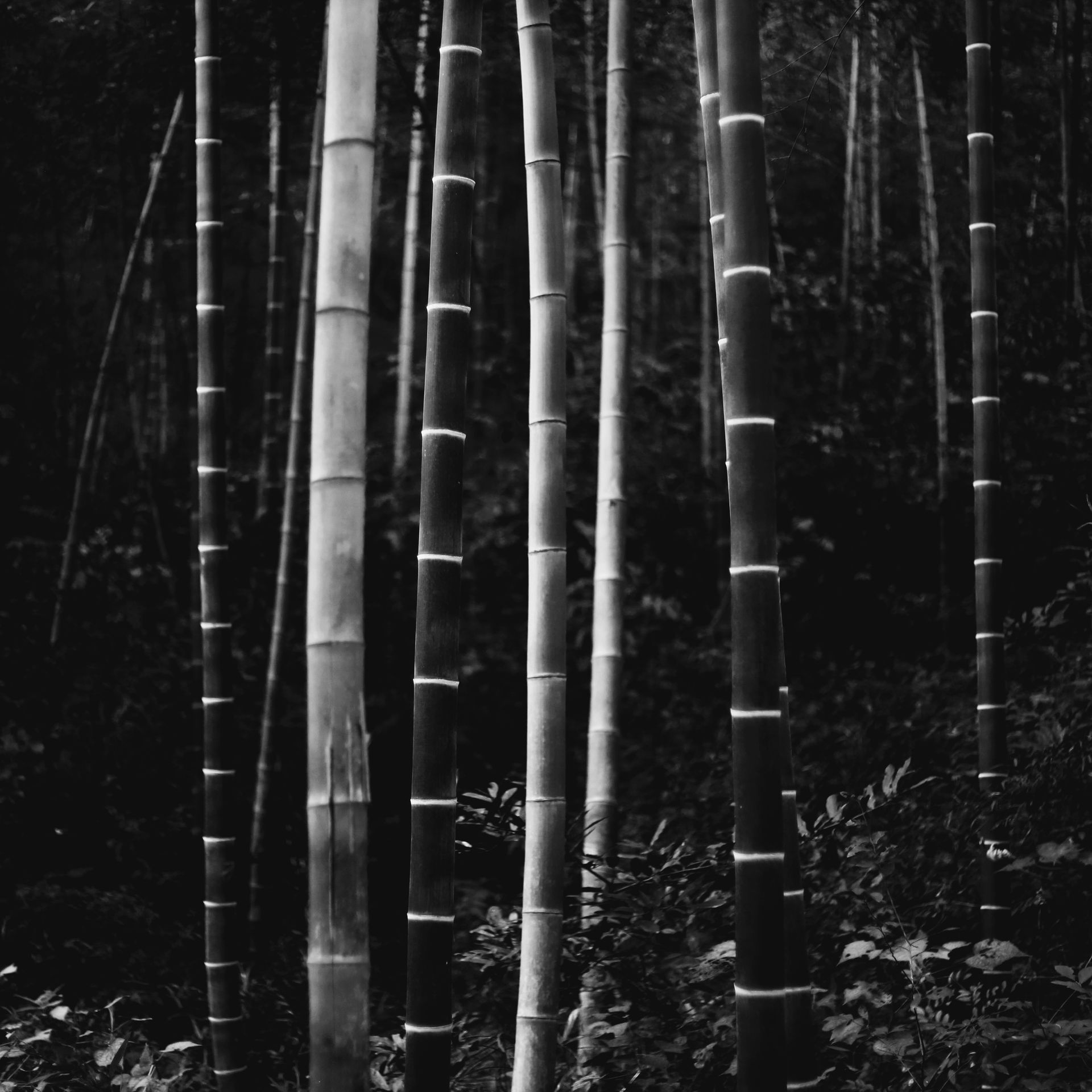 bamboo by Chaokun Wang