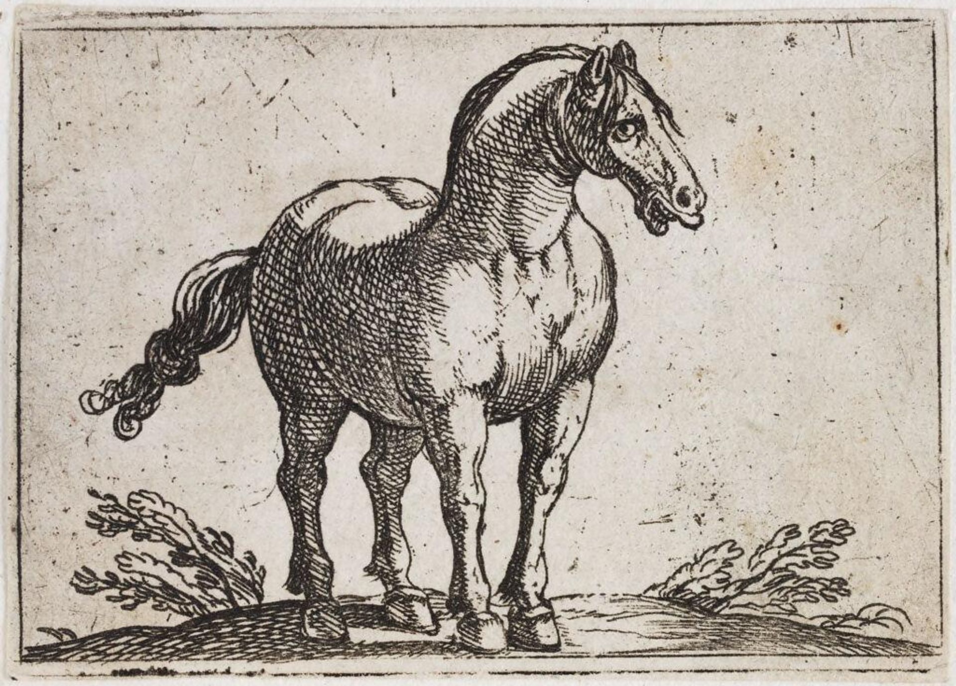 Standing Horse Viewed Frontally by Antonio Tempesta