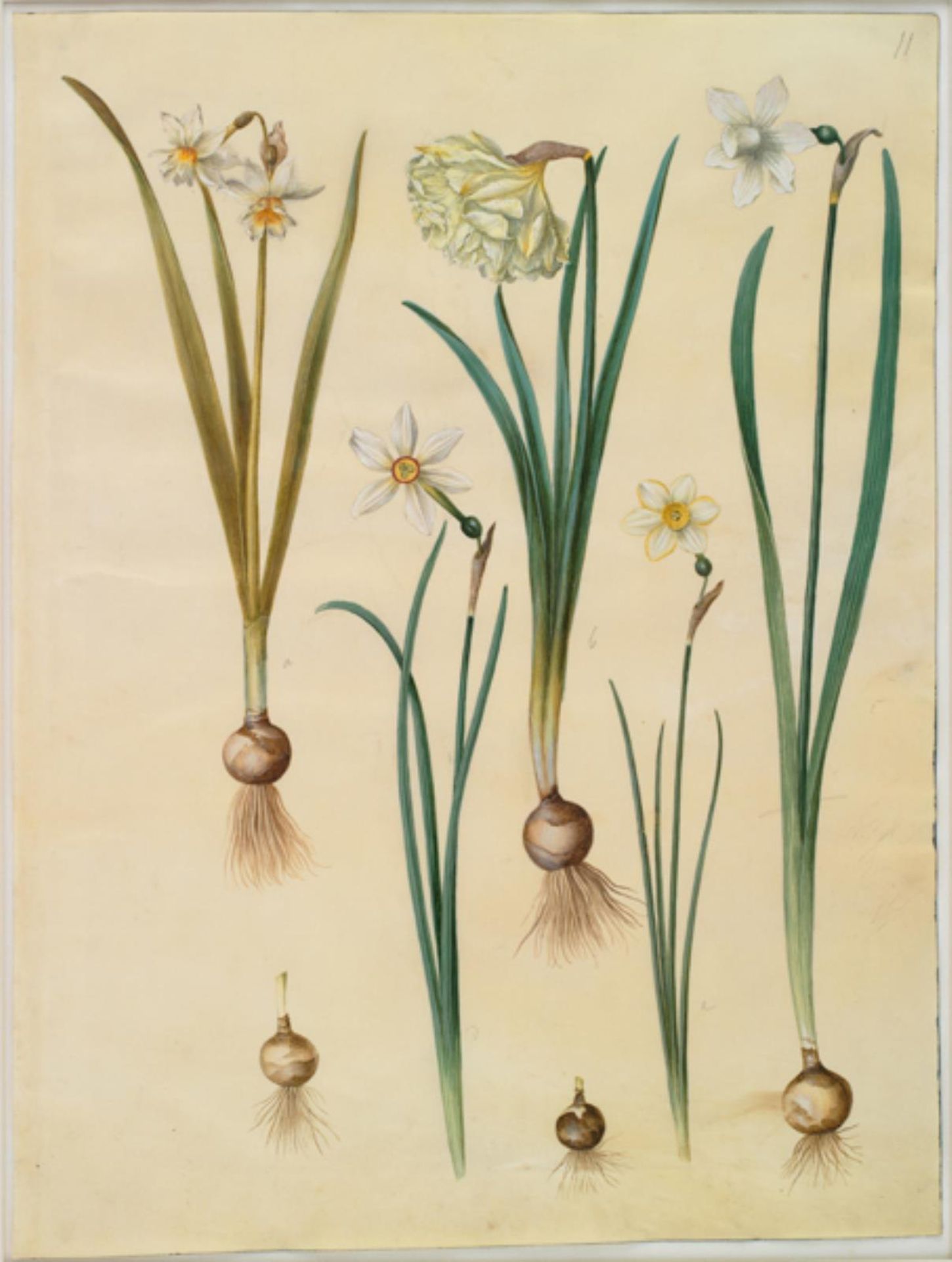 Narcissus ×medioluteus (toblomstret narcis); Narcissus pseudonarcissus; Narcissus (narcis); Narcissus poeticus (pinselilje); Narcissus ×tenuior by Hans Simon Holtzbecker