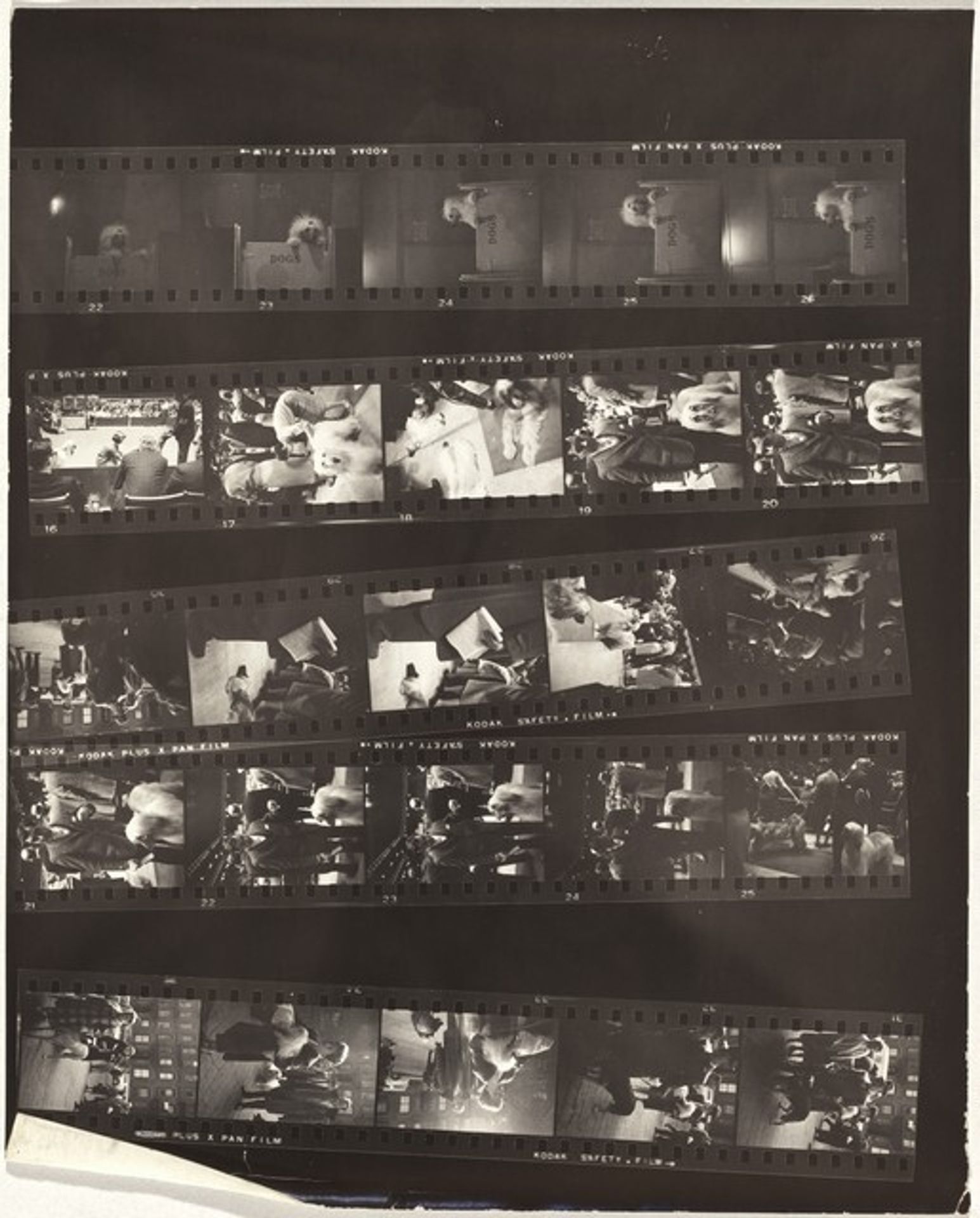 Dogs 2 by Robert Frank