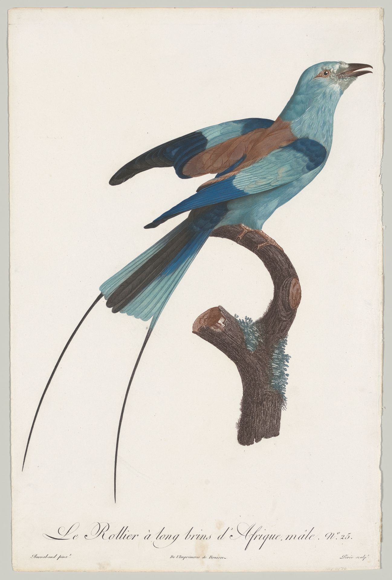 Plate 25, from "Histoire naturelle des perroquets" by François Levaillant